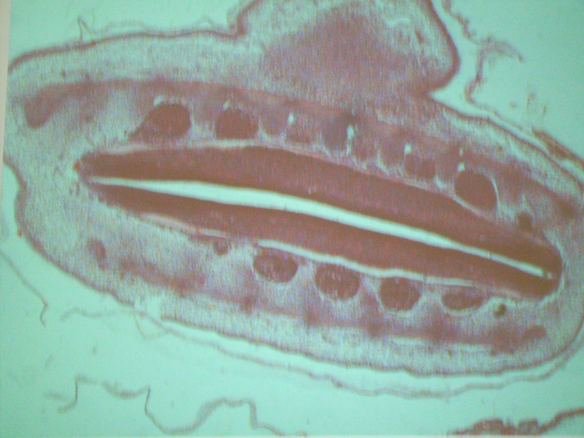 Hühnchenembryo