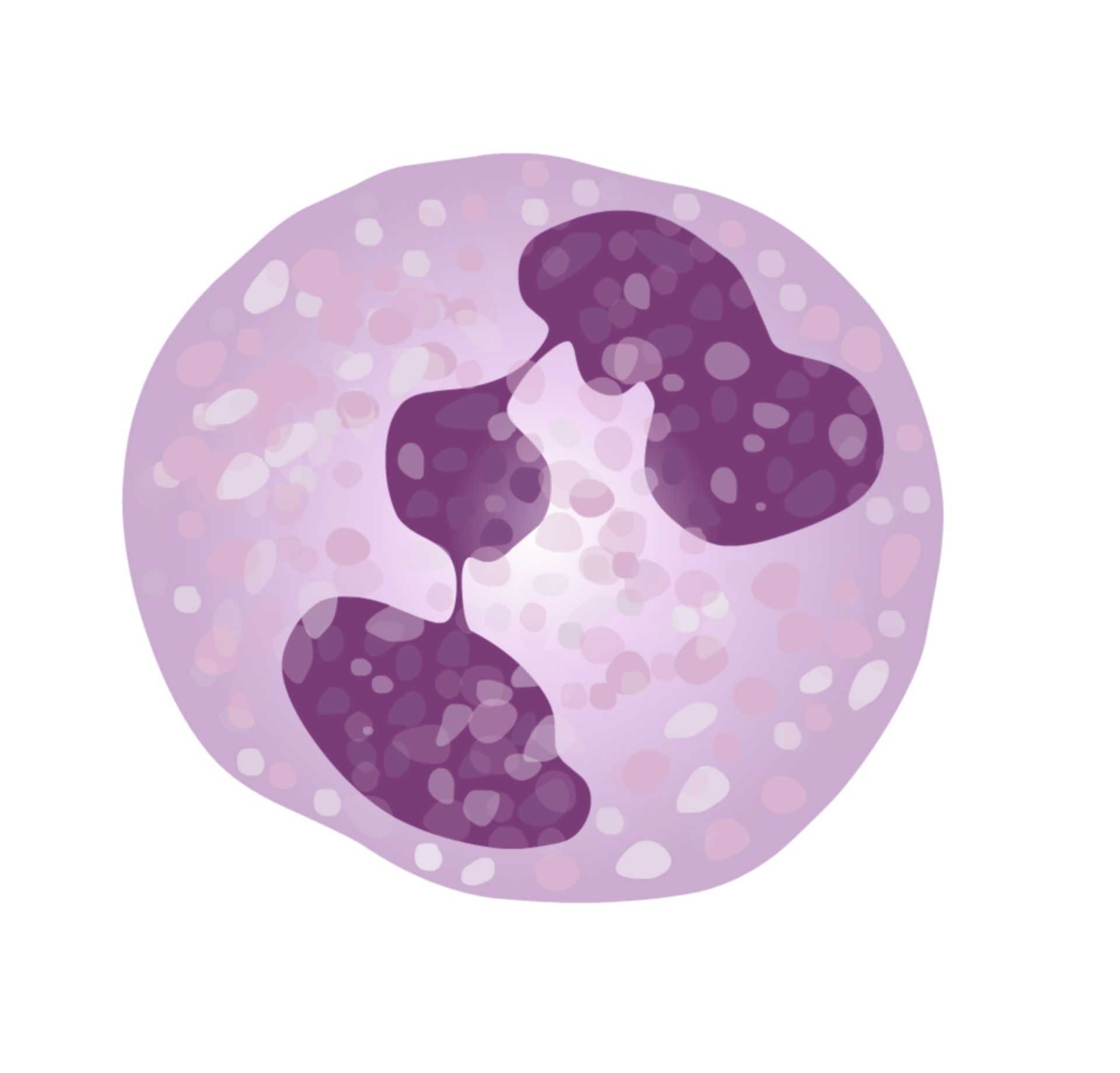 Segmented granulocyte