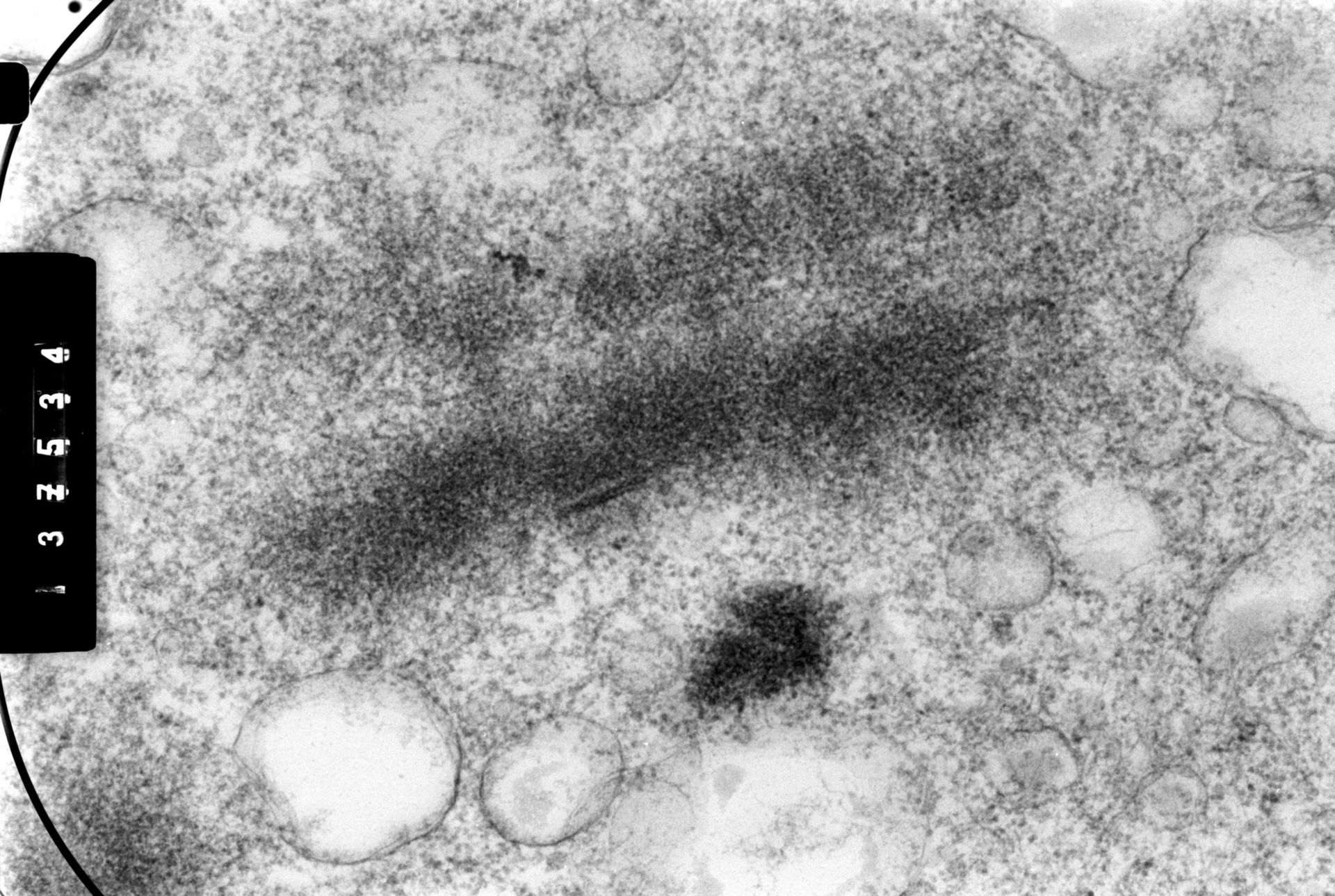 Cricetulus griseus (Nuclear chromosome) - CIL:35461