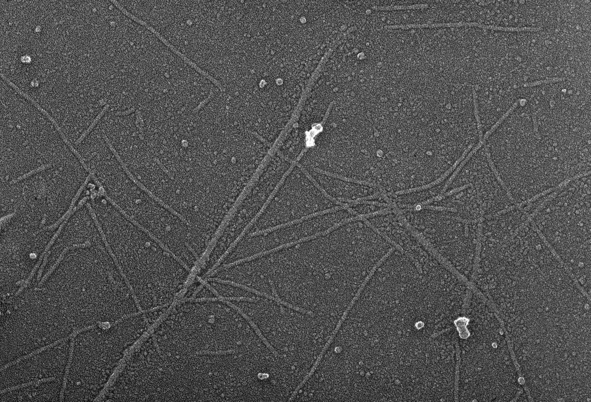 Oryctolagus cuniculus (Cytoskeleton) - CIL:6271