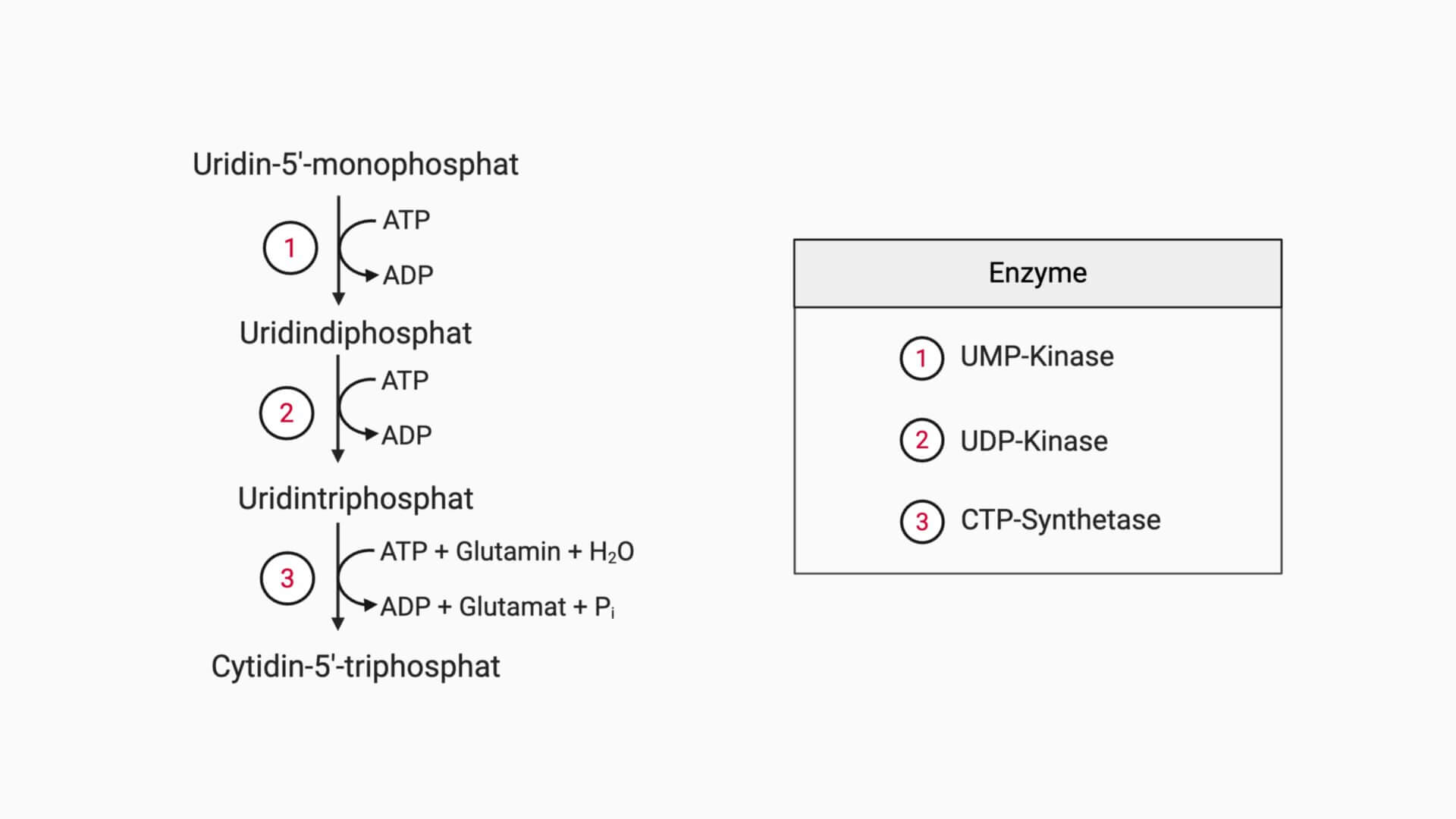 Biosynthese UDP, UTP und CTP
