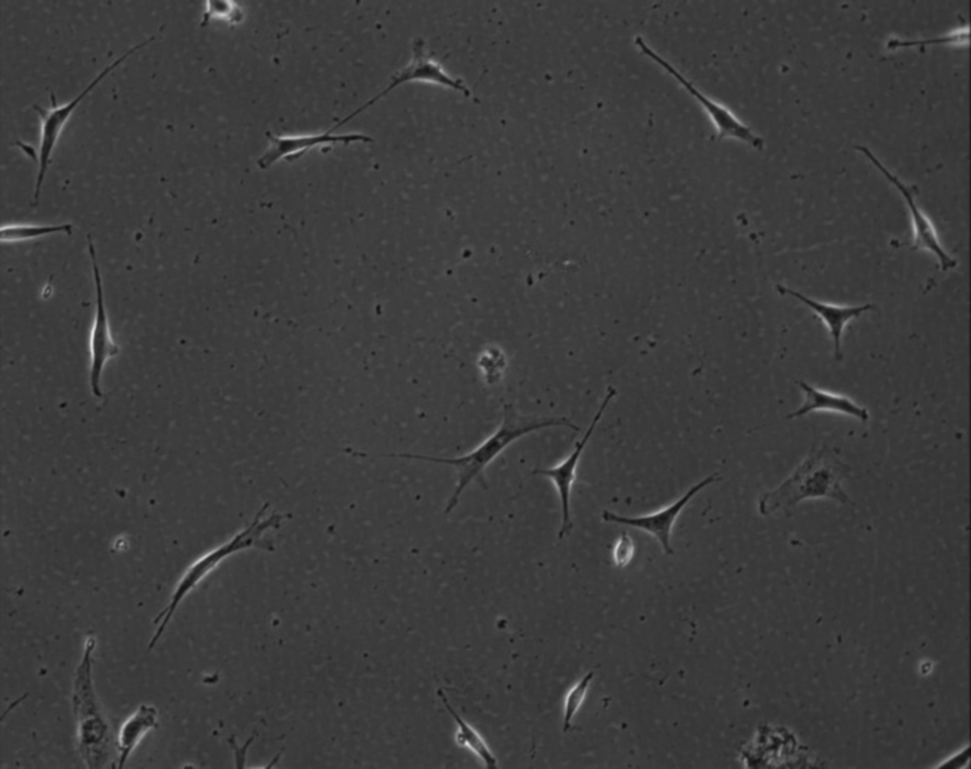 Mus musculus (Extracellular matrix part) - CIL:8957