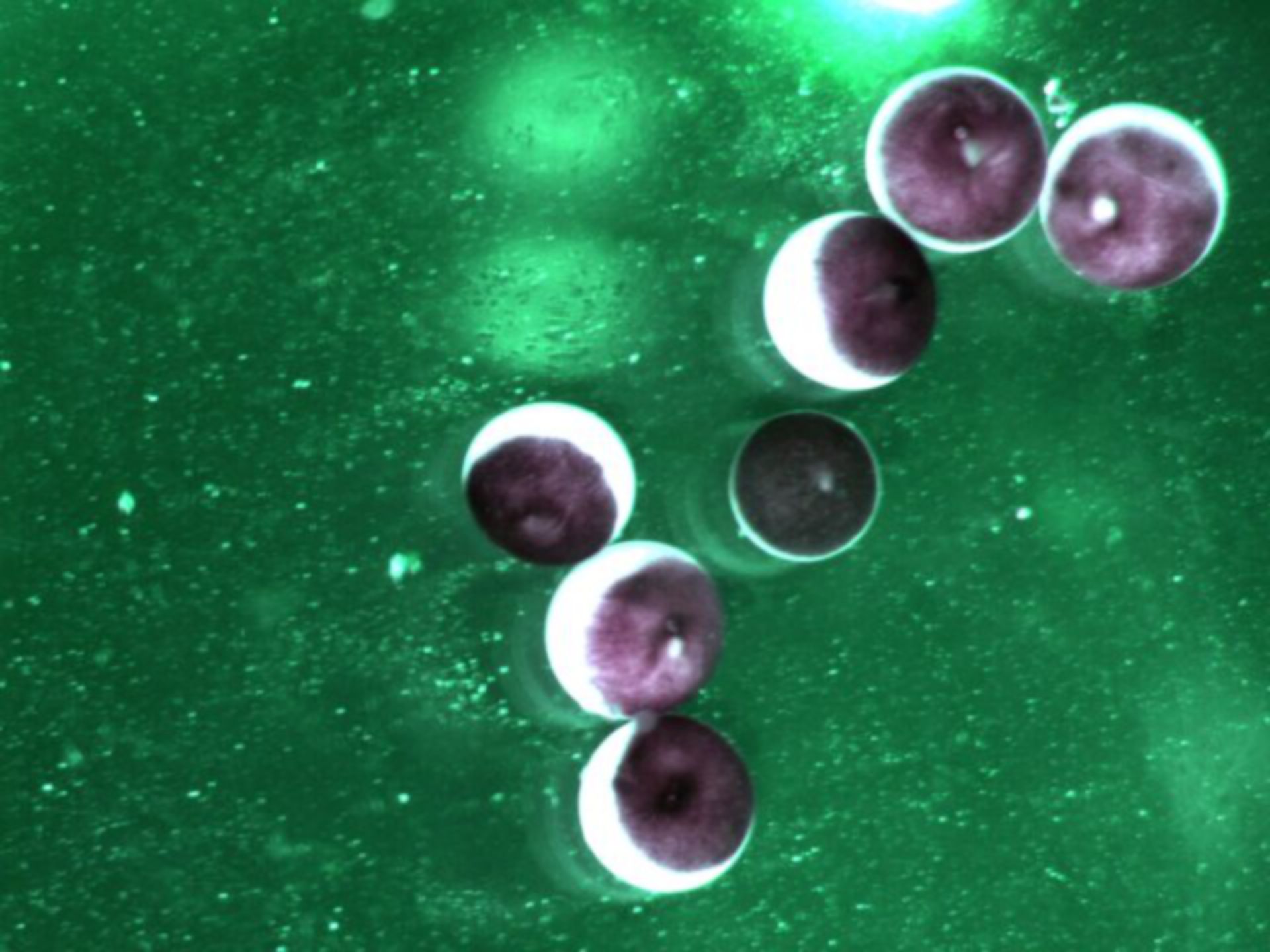 Xenopus laevis (Cell) - CIL:36593