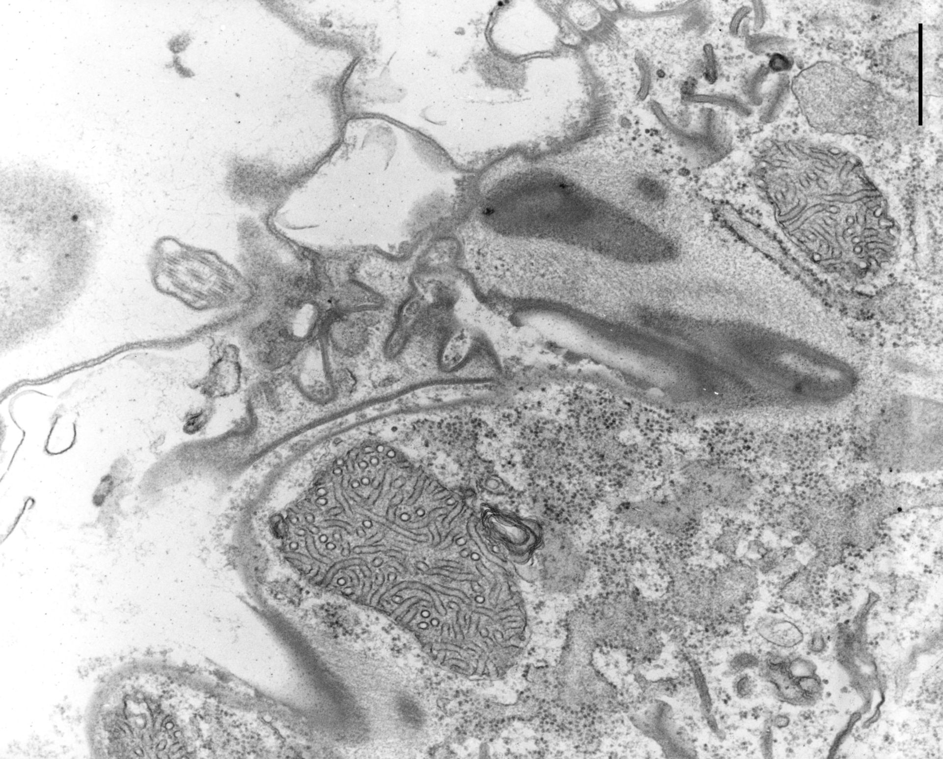 Coleps hirtus (Plasma membrane) - CIL:9697