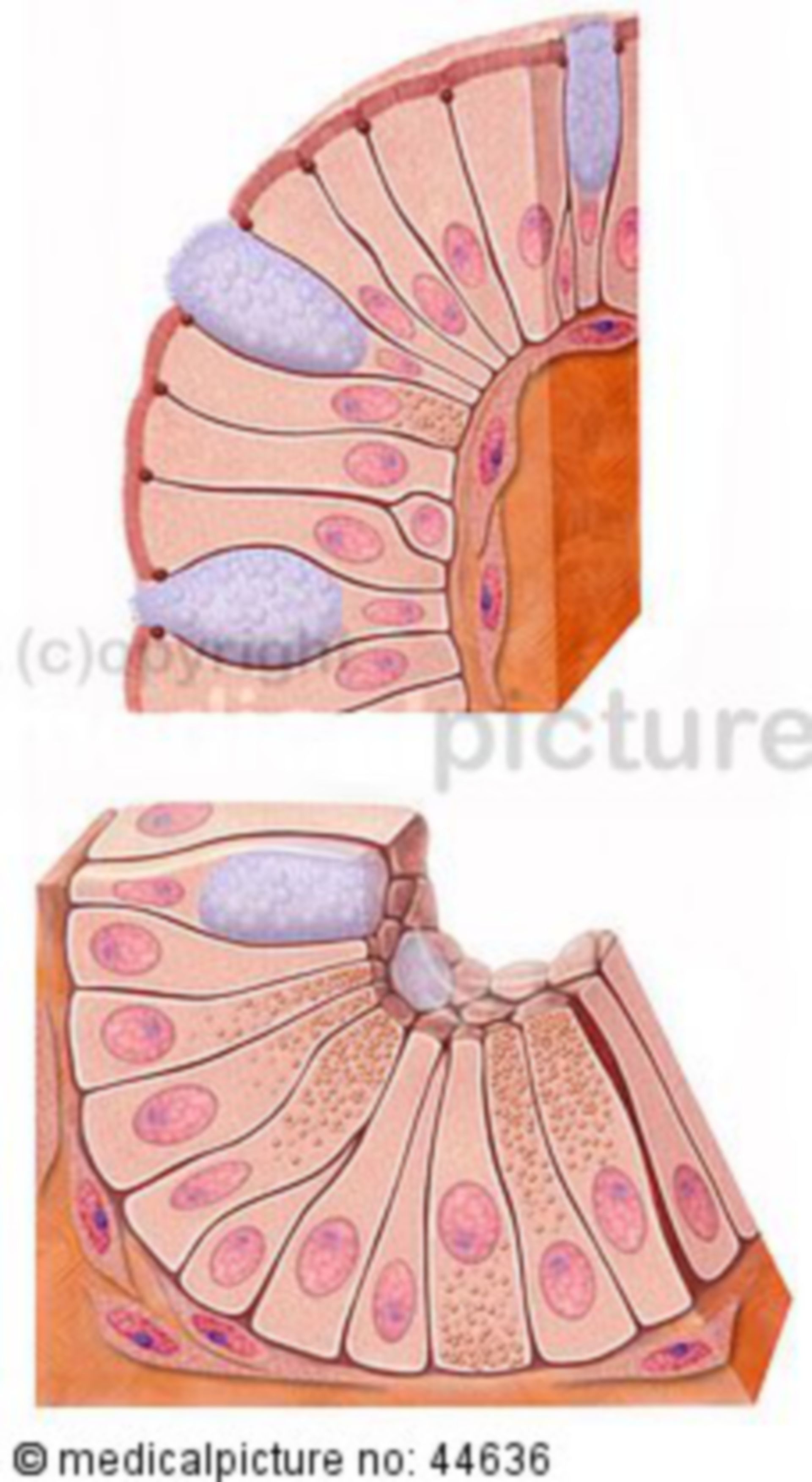 Cells of the small intestine - jejunum