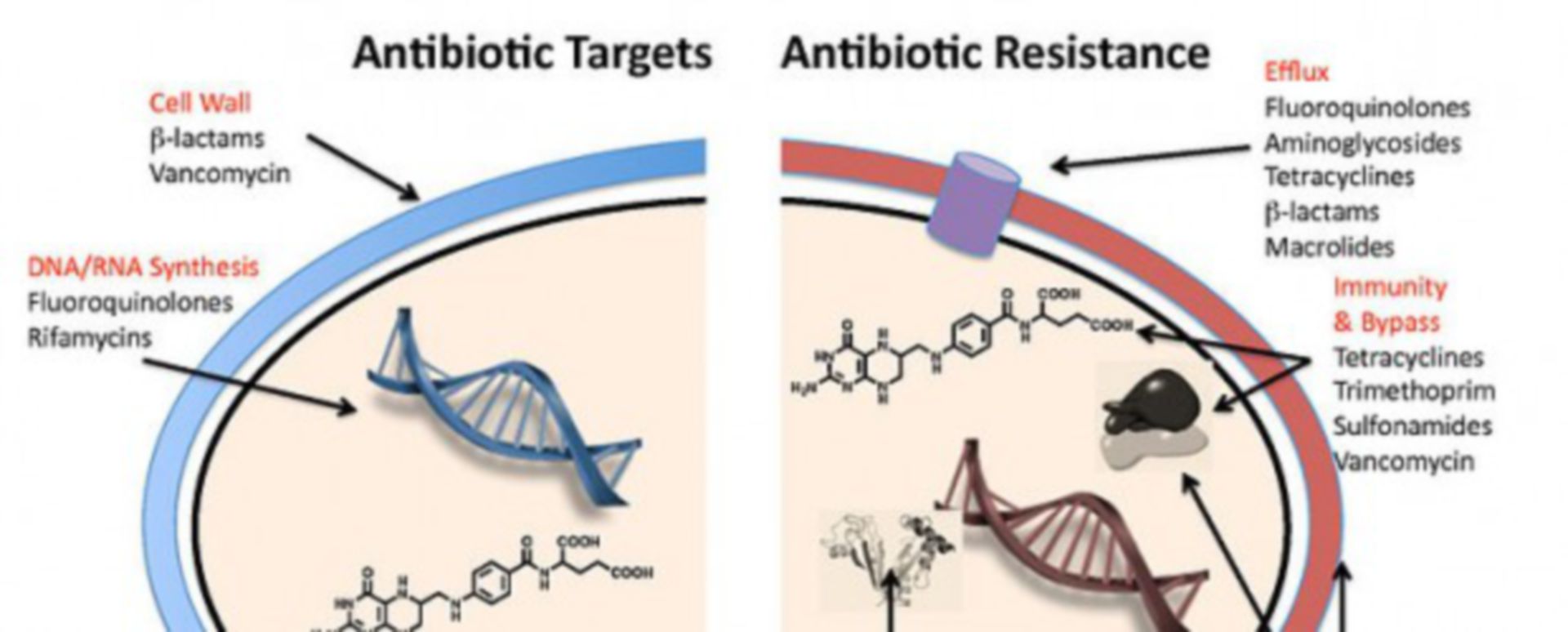 Gängige Antibiotika Teil I DocCheck