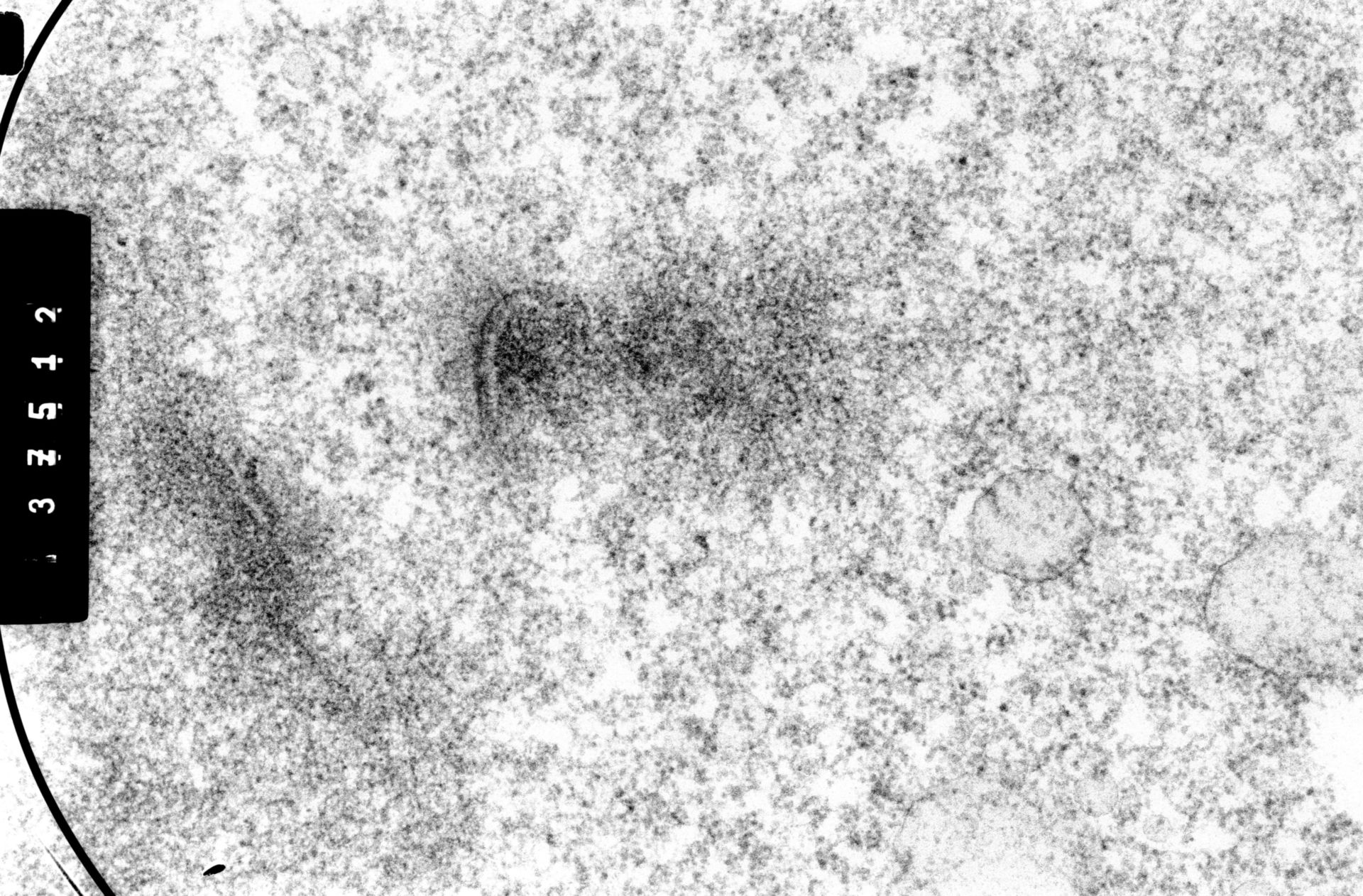 Cricetulus griseus (Nuclear chromosome) - CIL:35551