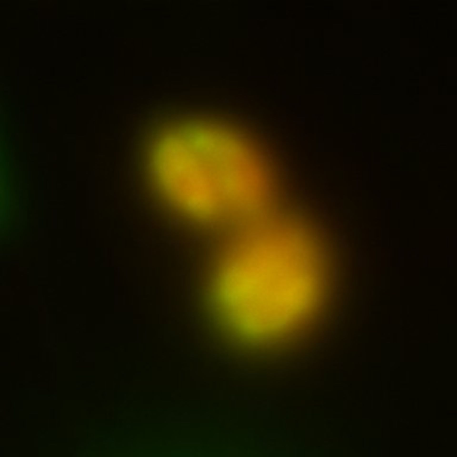 Toxoplasma gondii RH (Cortical microtubule) - CIL:10561