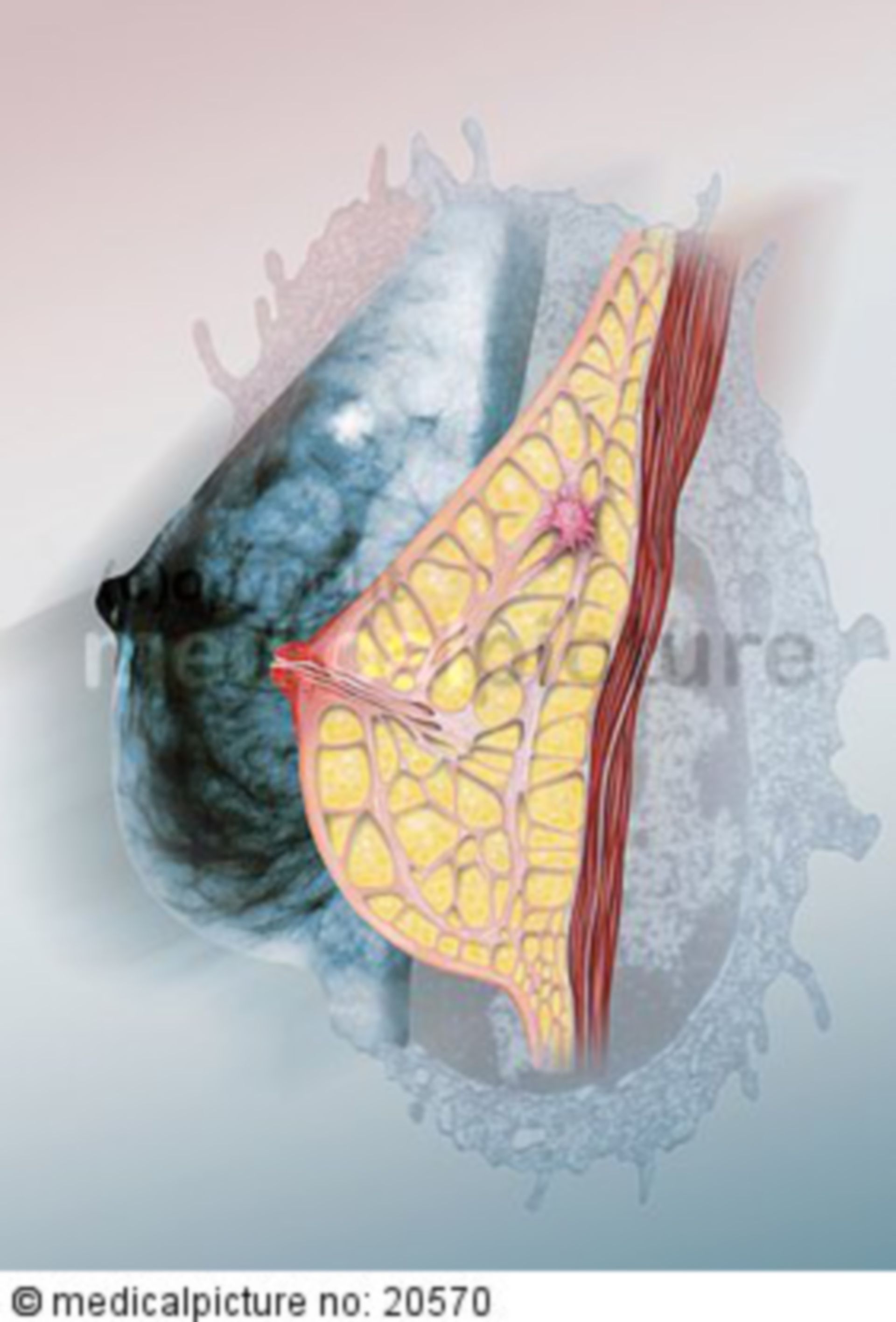 Female breast (Illustration, Anatomy) - DocCheck