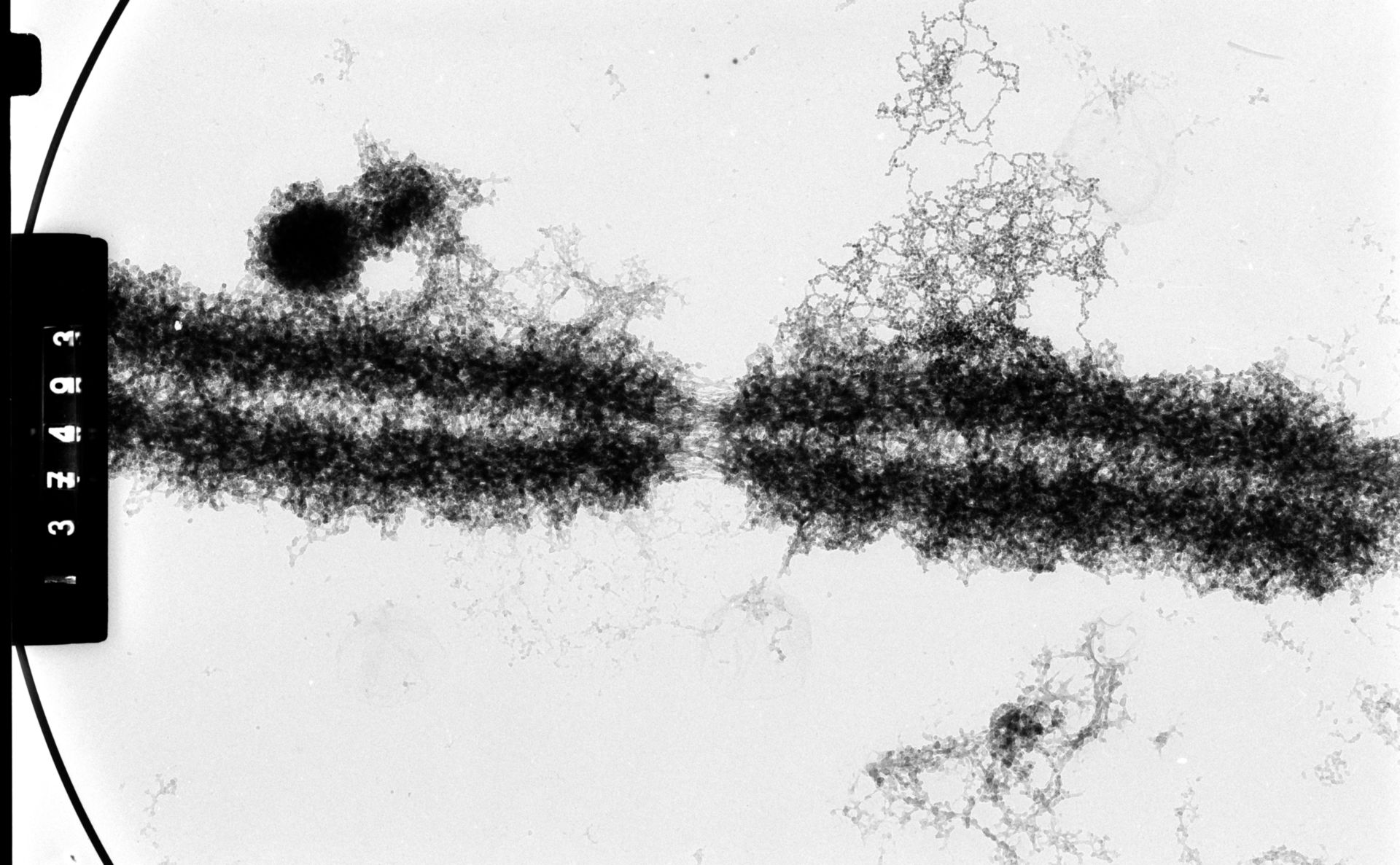 Cricetulus griseus (Nuclear chromosome) - CIL:35544