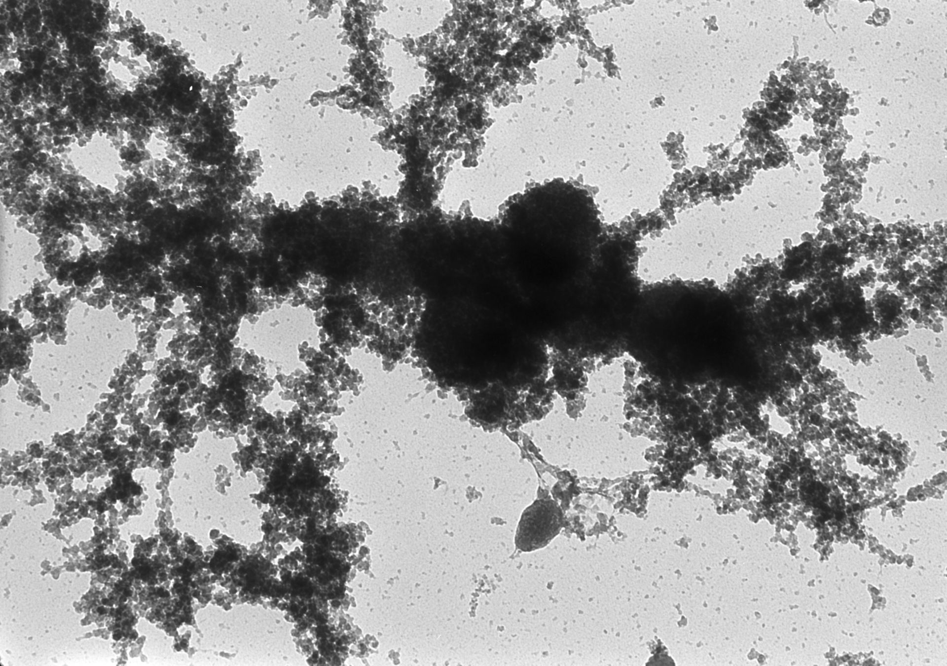 Notophthalmus viridescens (Lampbrush chromosomes) - CIL:10716