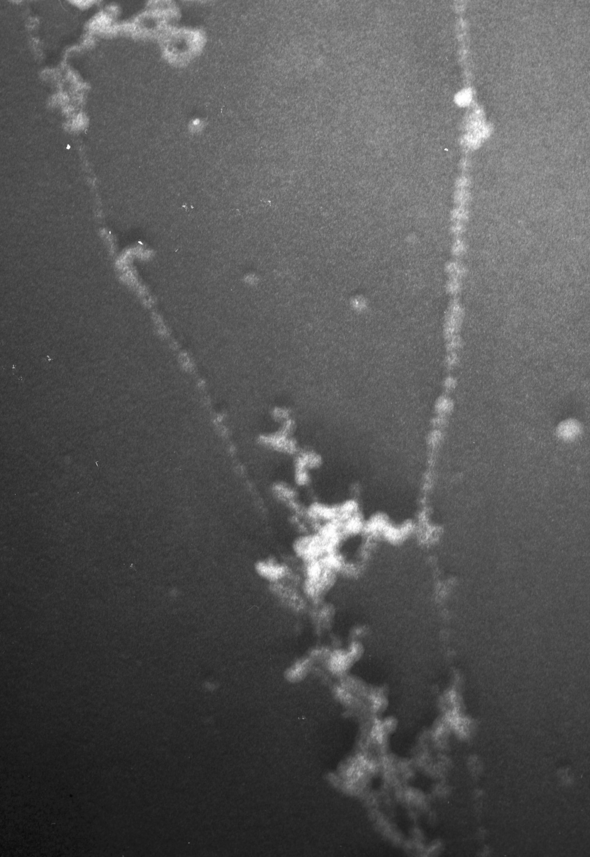 Gallus gallus (Nuclear chromatin) - CIL:10424