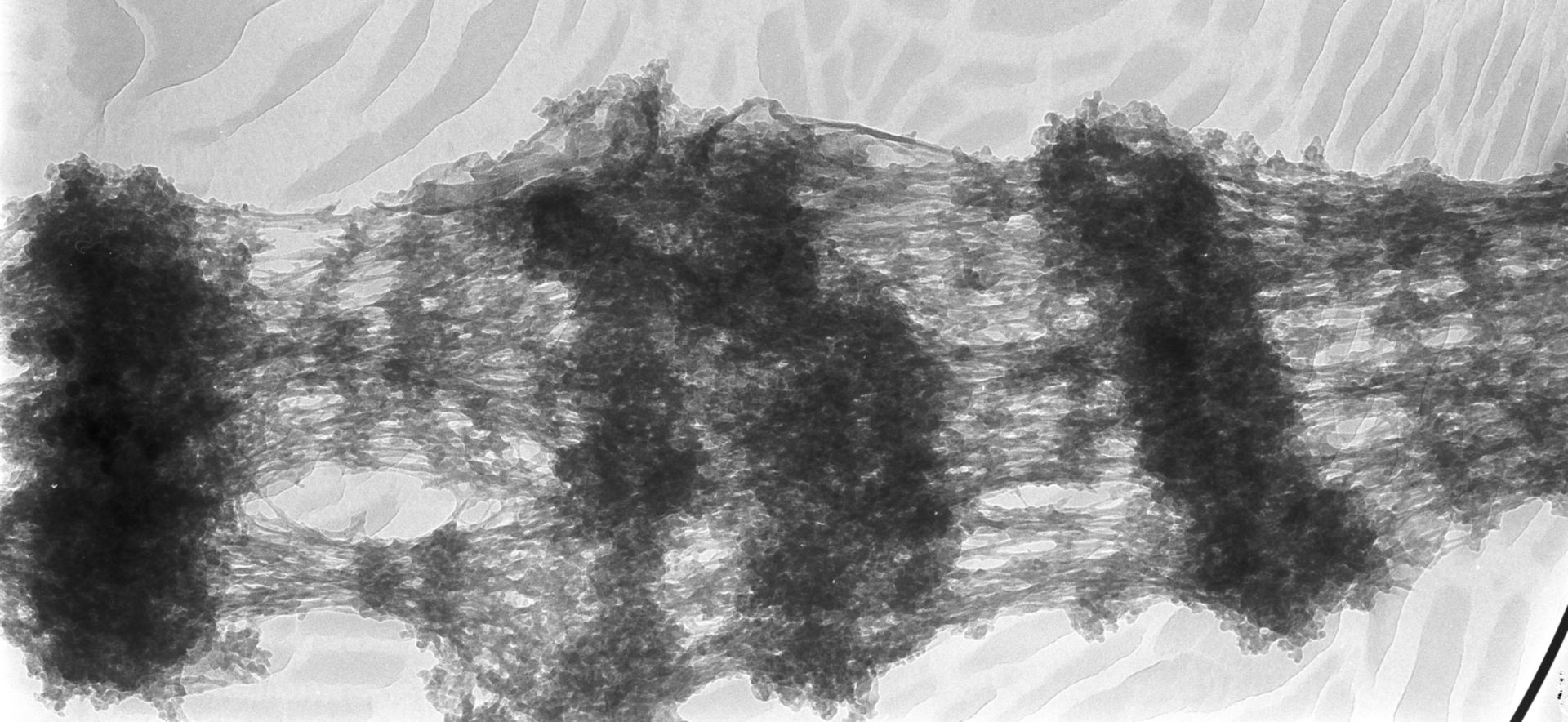 Drosophila melanogaster (Polytene chromosome) - CIL:25310