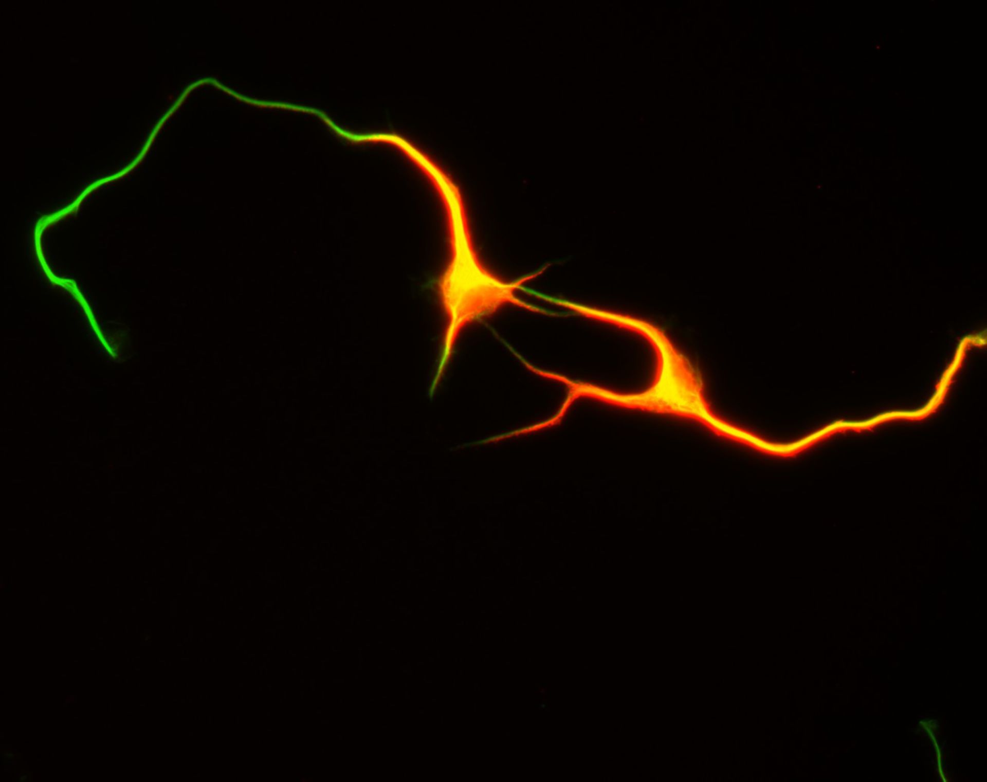 Rattus (Dendrite) - CIL:8480