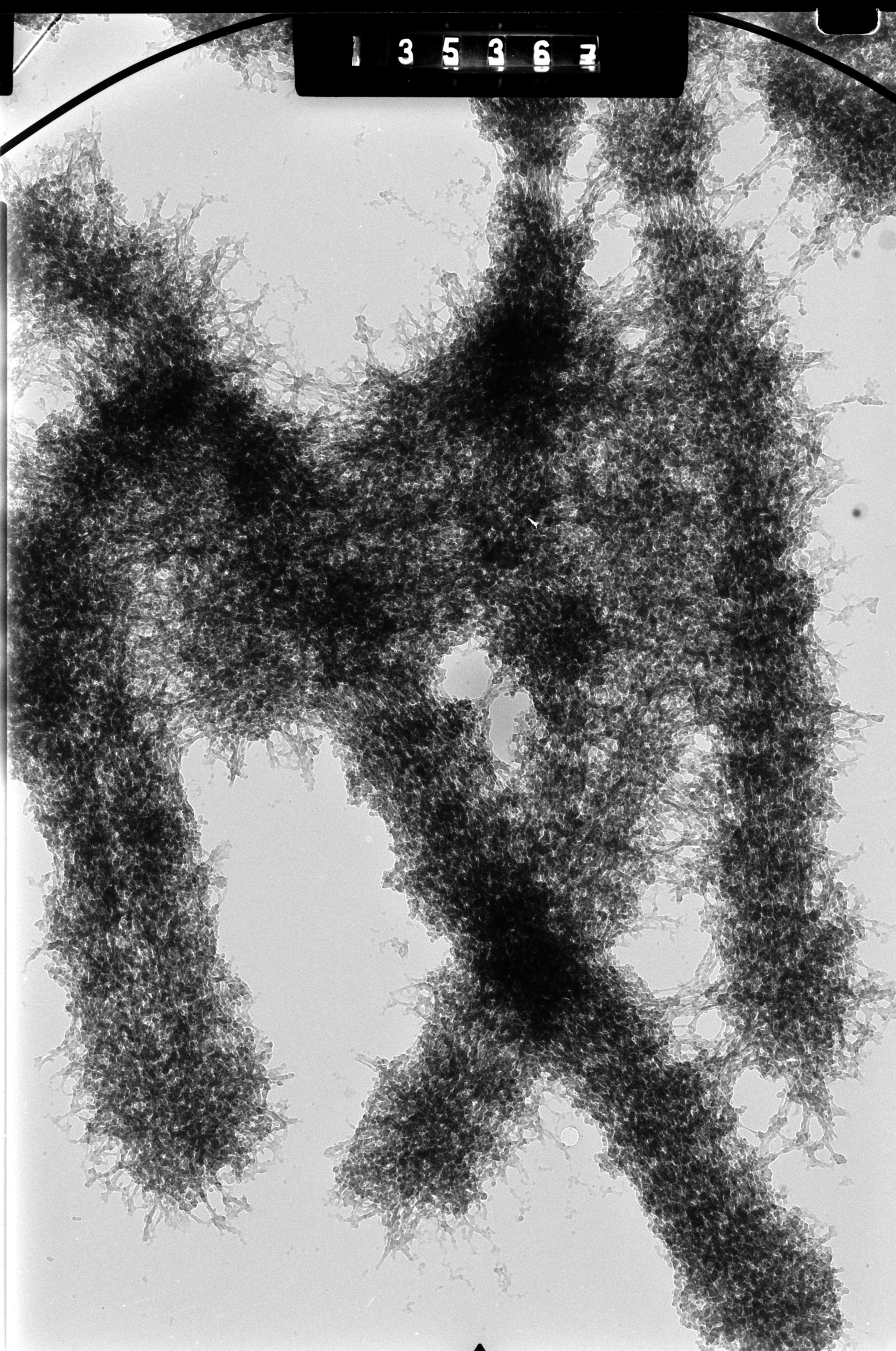 Cricetulus griseus (Nuclear chromosome) - CIL:41612