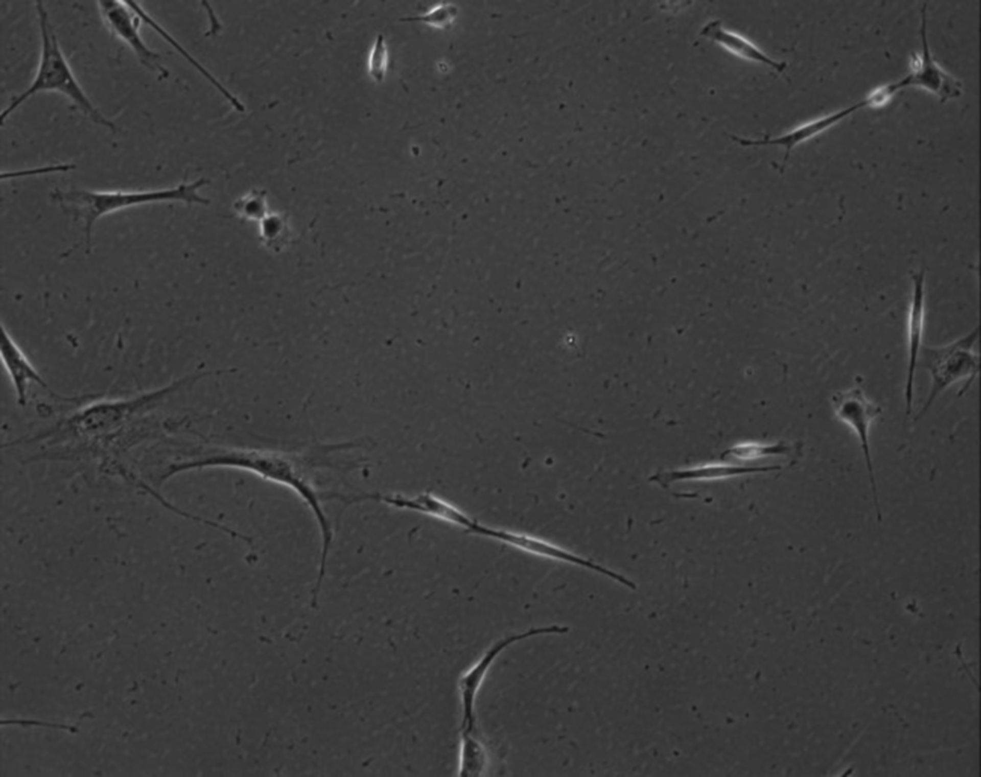 Mus musculus (Extracellular matrix part) - CIL:7837