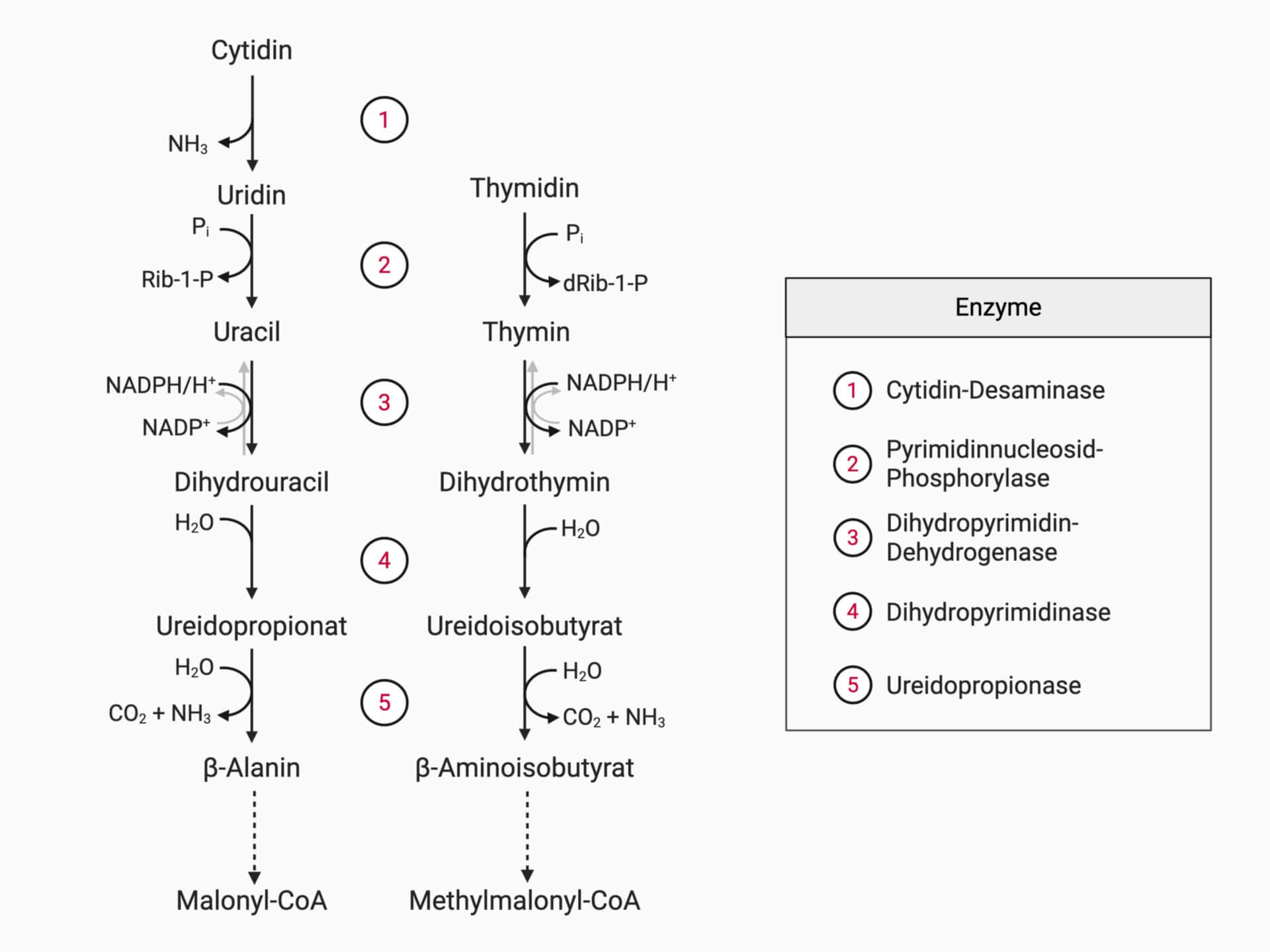 Pyrimidinnukleotidabbau