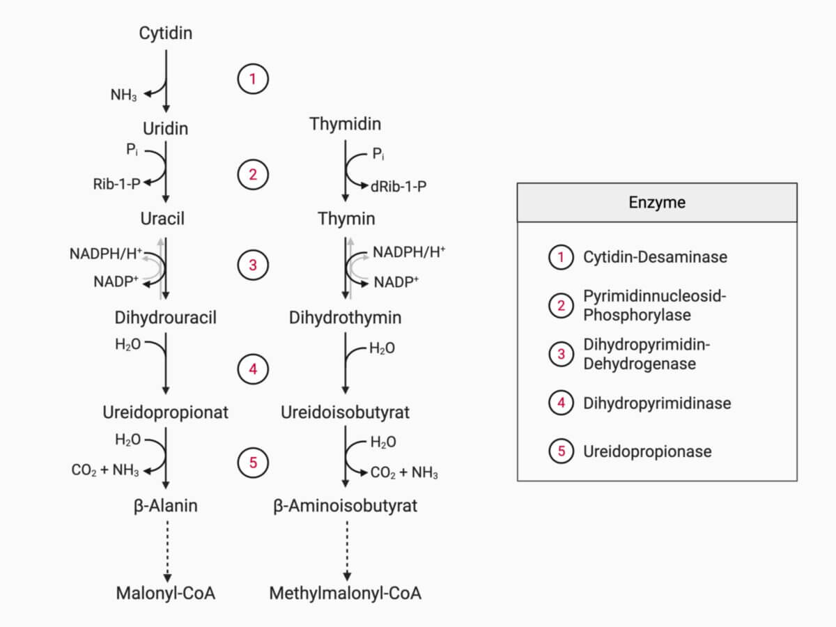 Pyrimidinnukleotidabbau