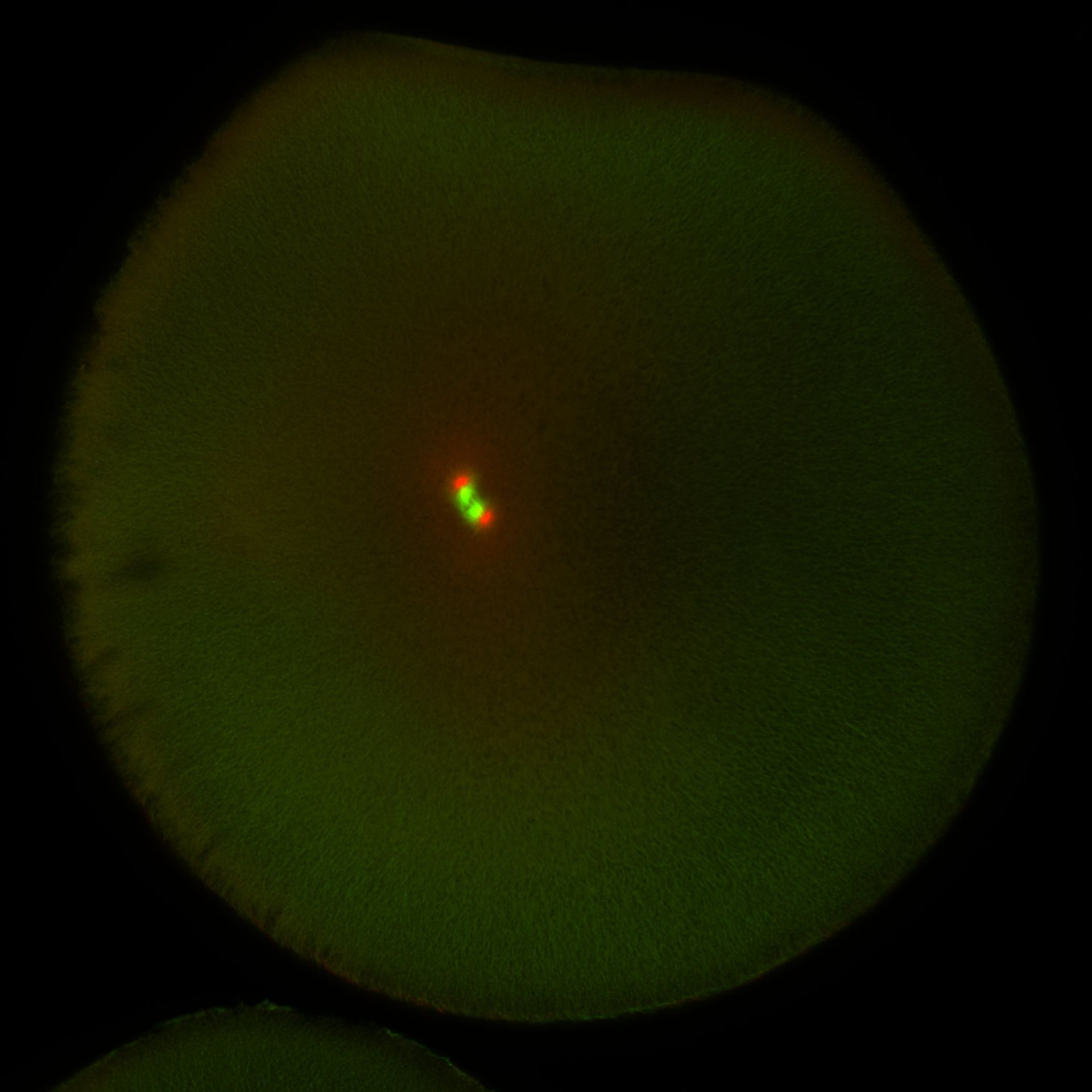 Xenopus laevis (DNA) - CIL:36454