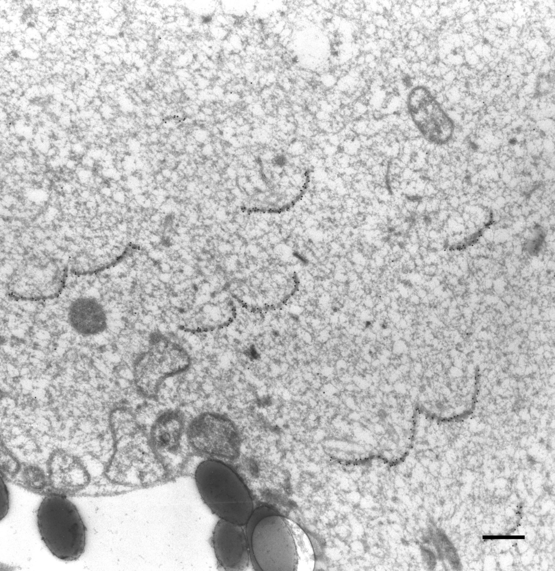 Paramecium multimicronucleatum (Oral apparatus) - CIL:36712