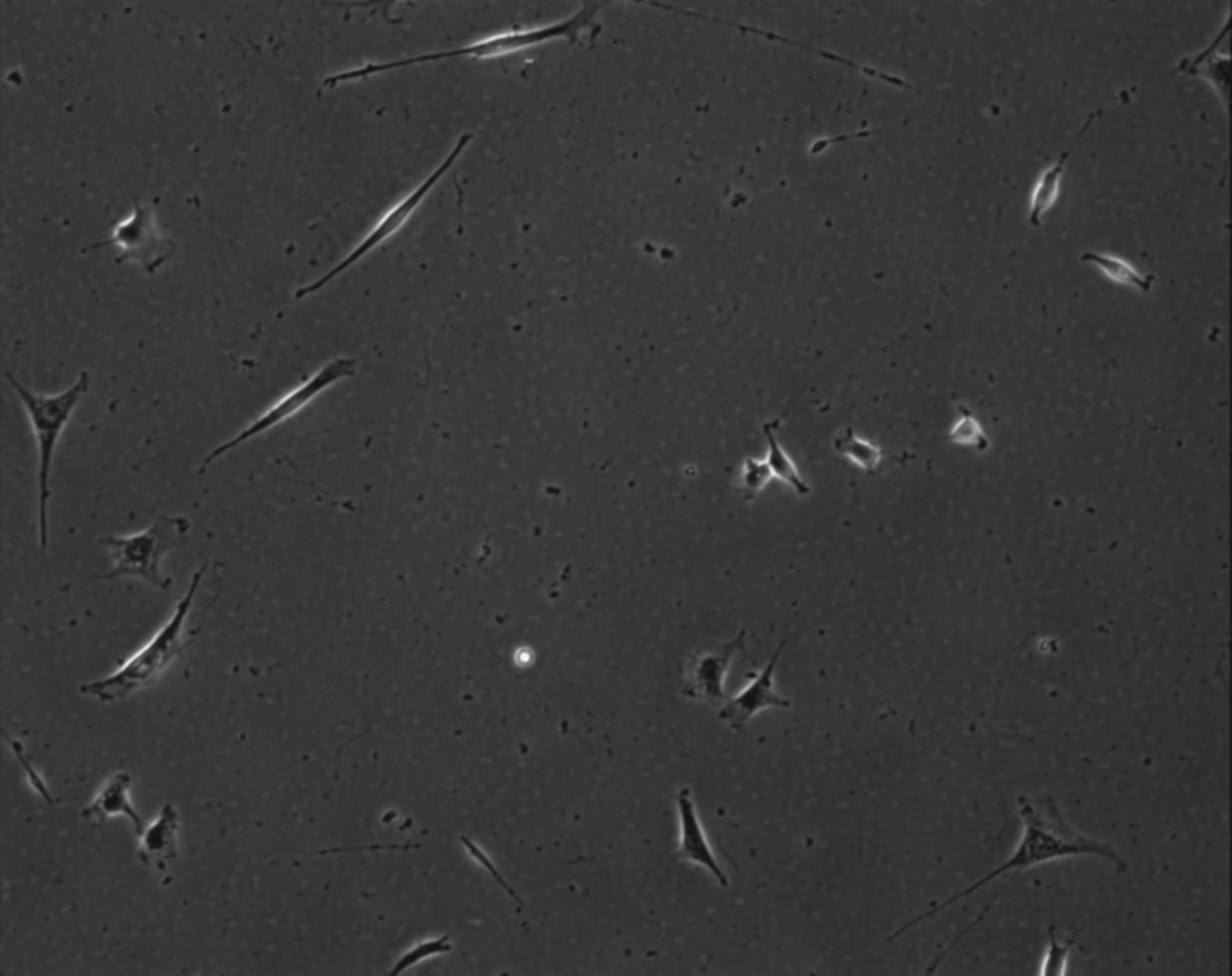 Mus musculus (Extracellular matrix part) - CIL:8992