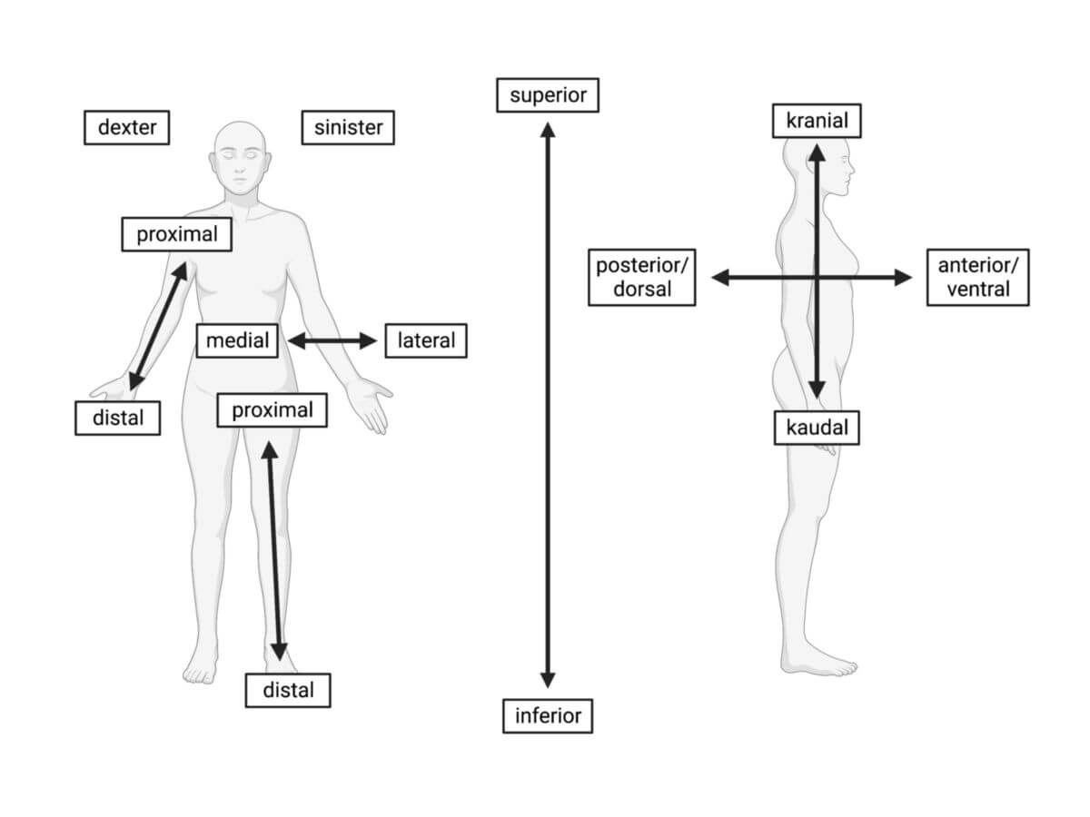 Anatomische Lage- und Richtungsbezeichnungen