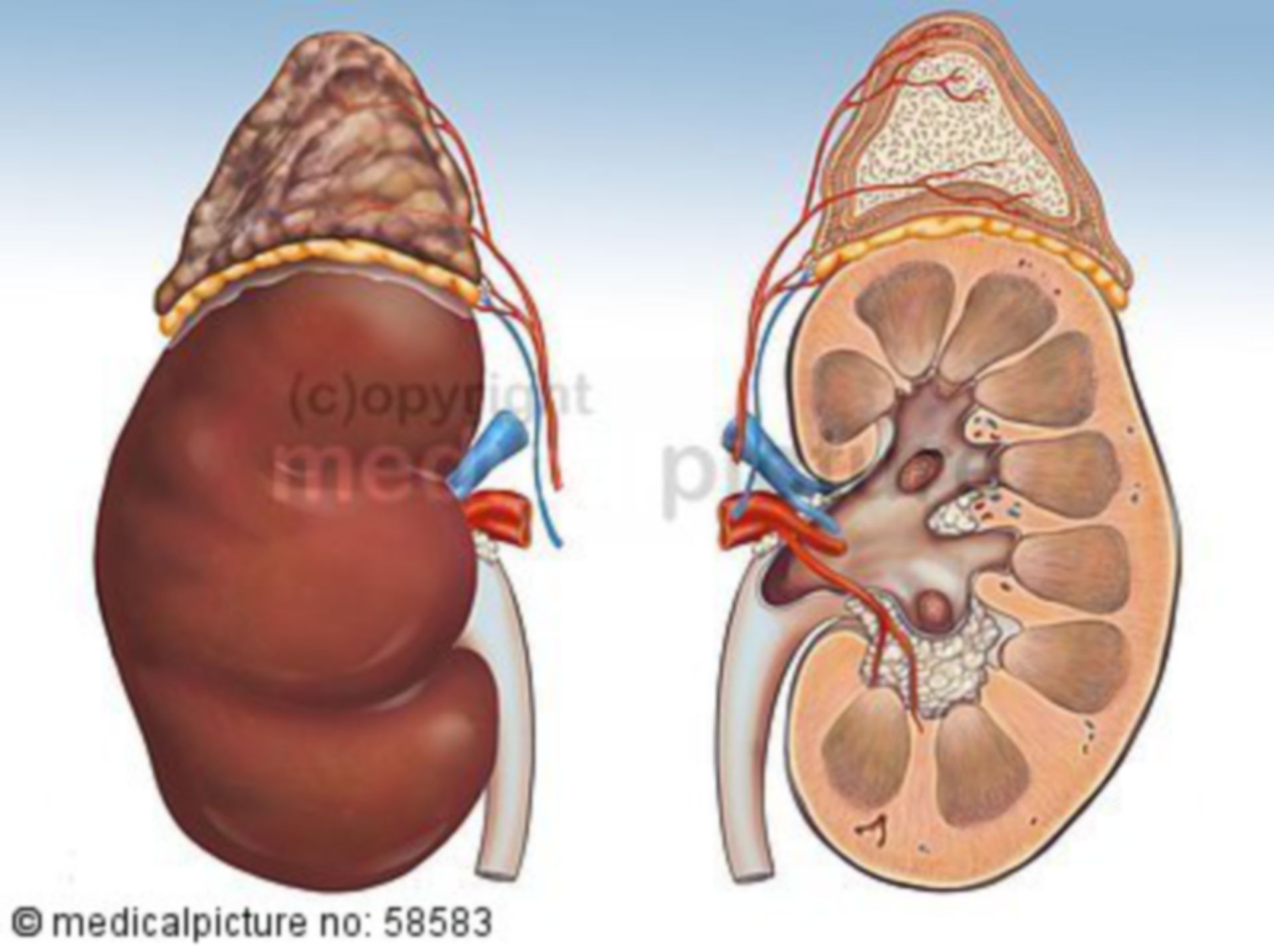 Nieren und Nebennieren 
