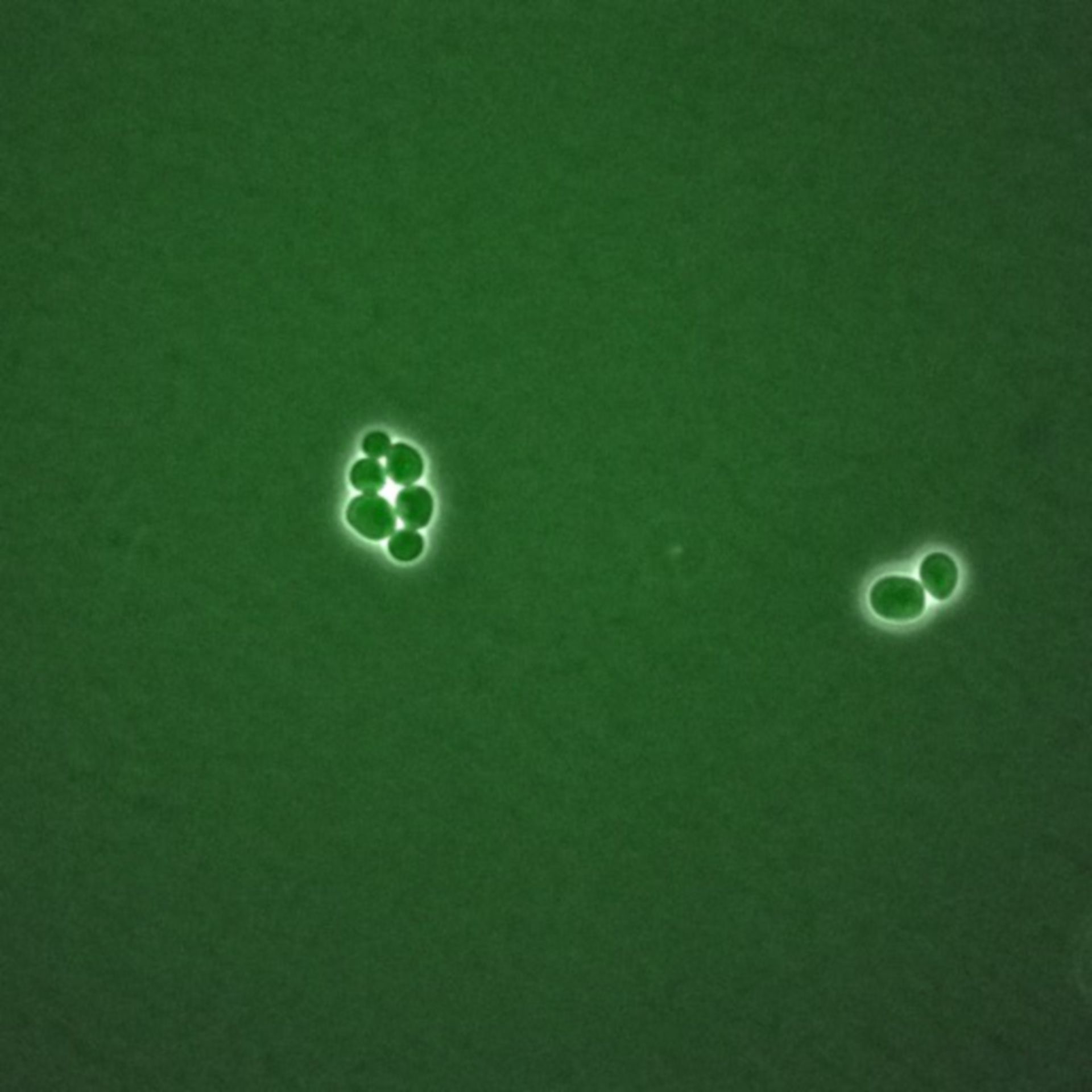 Saccharomyces cerevisiae (BUB2 protein) - CIL:35738