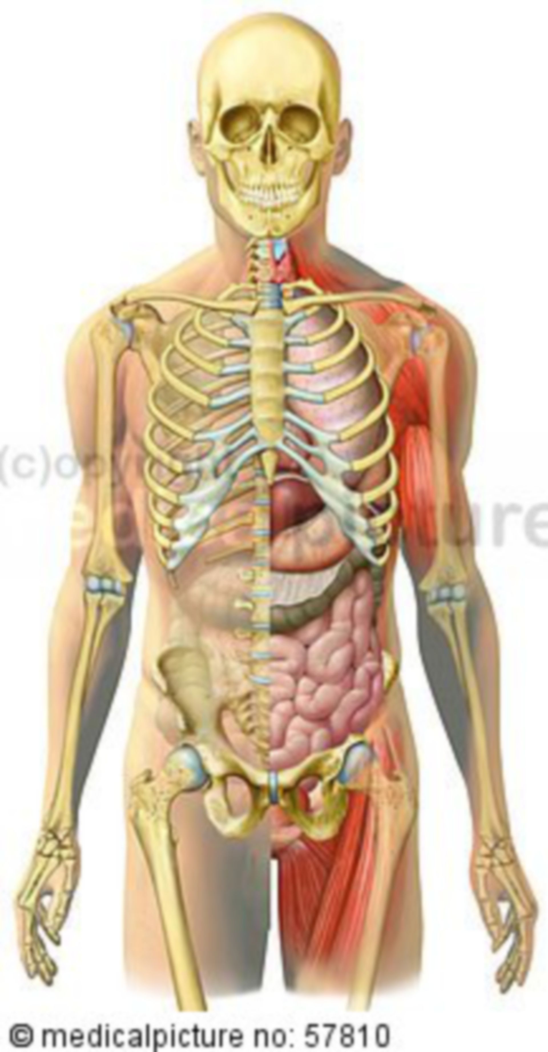 Anatomical illustrations - skeleton with intestines