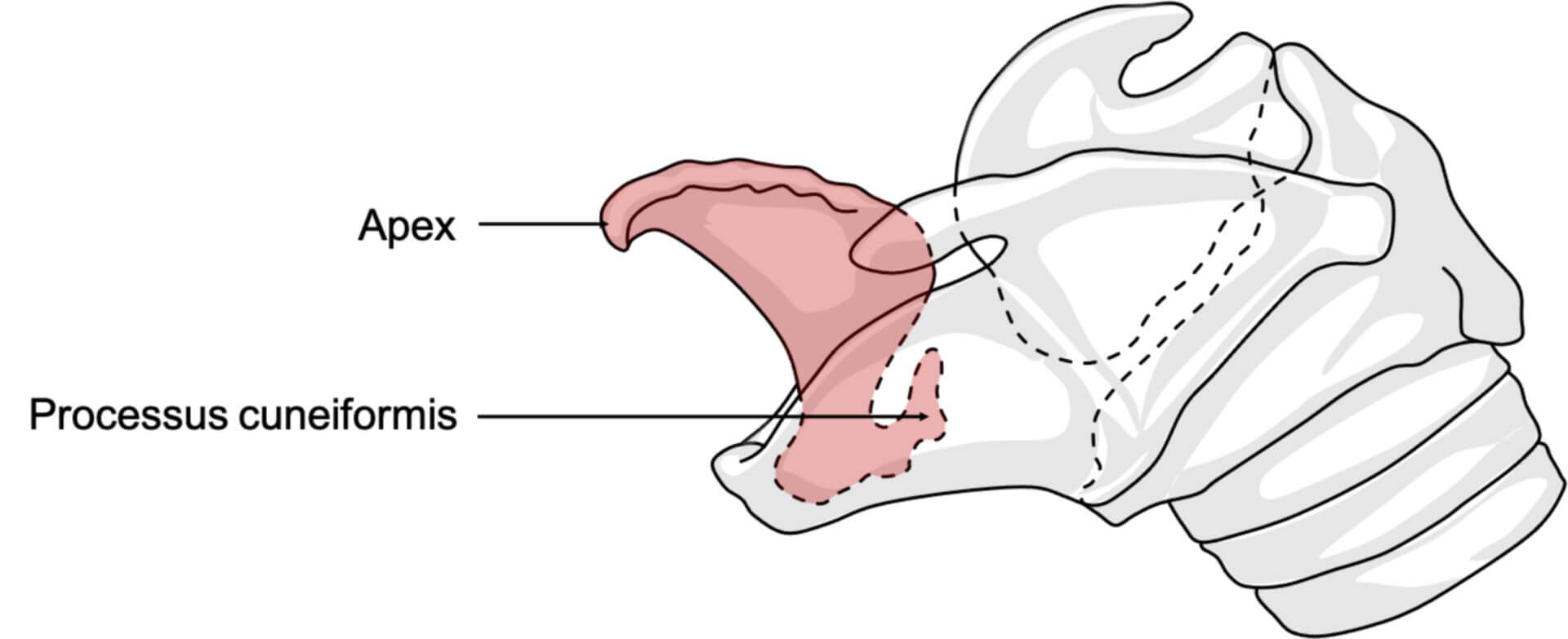 Cartilago epiglottica beim Pferd (© Patrick Messner)