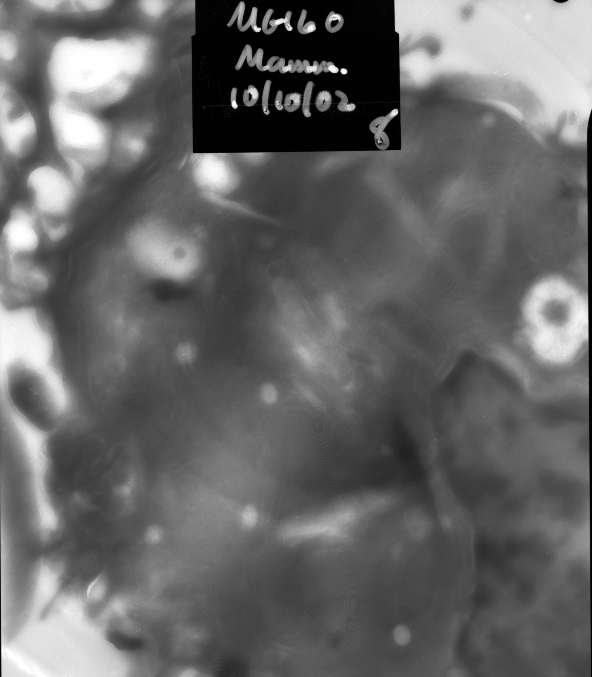 Rattus rattus (Mitochondrion) - CIL:12857