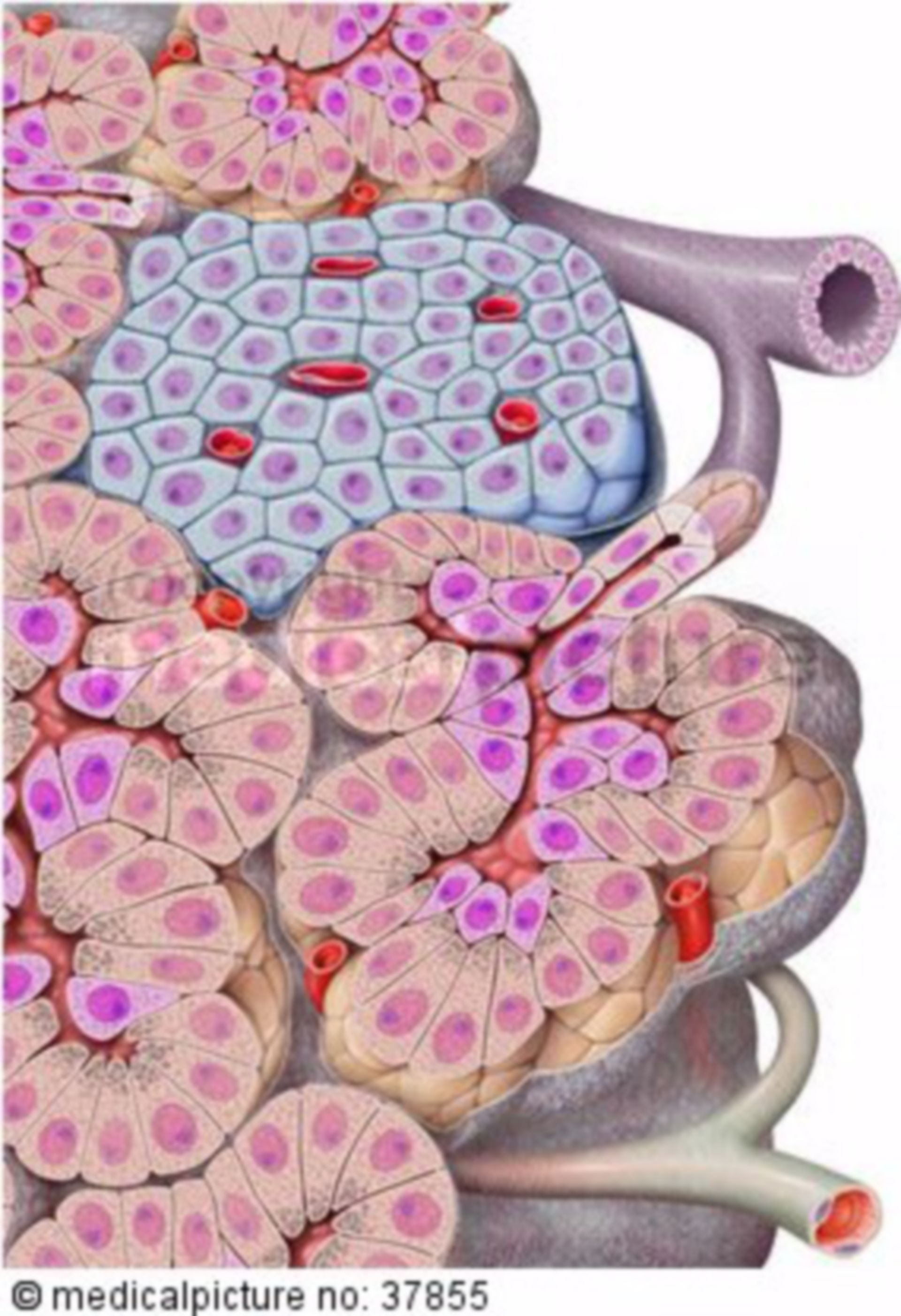 Exocrine and endocrine parts of the pancreas