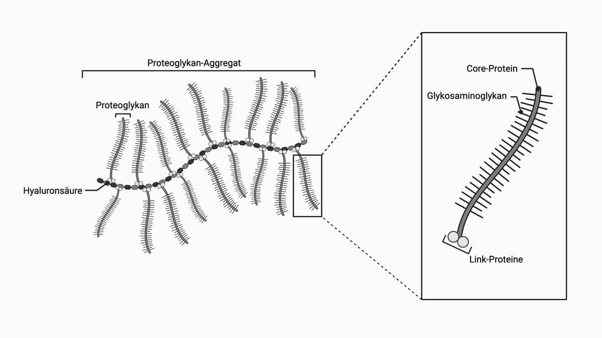 Proteoglykan-Aggregat
