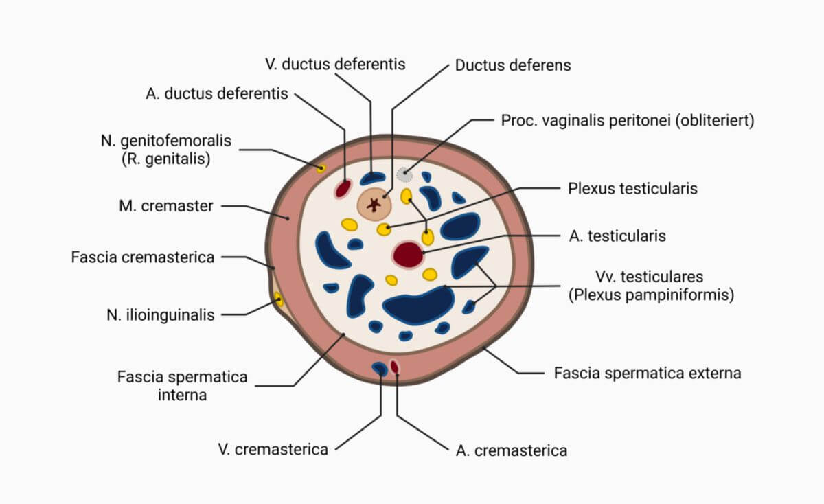 Aufbau des Funiculus spermaticus