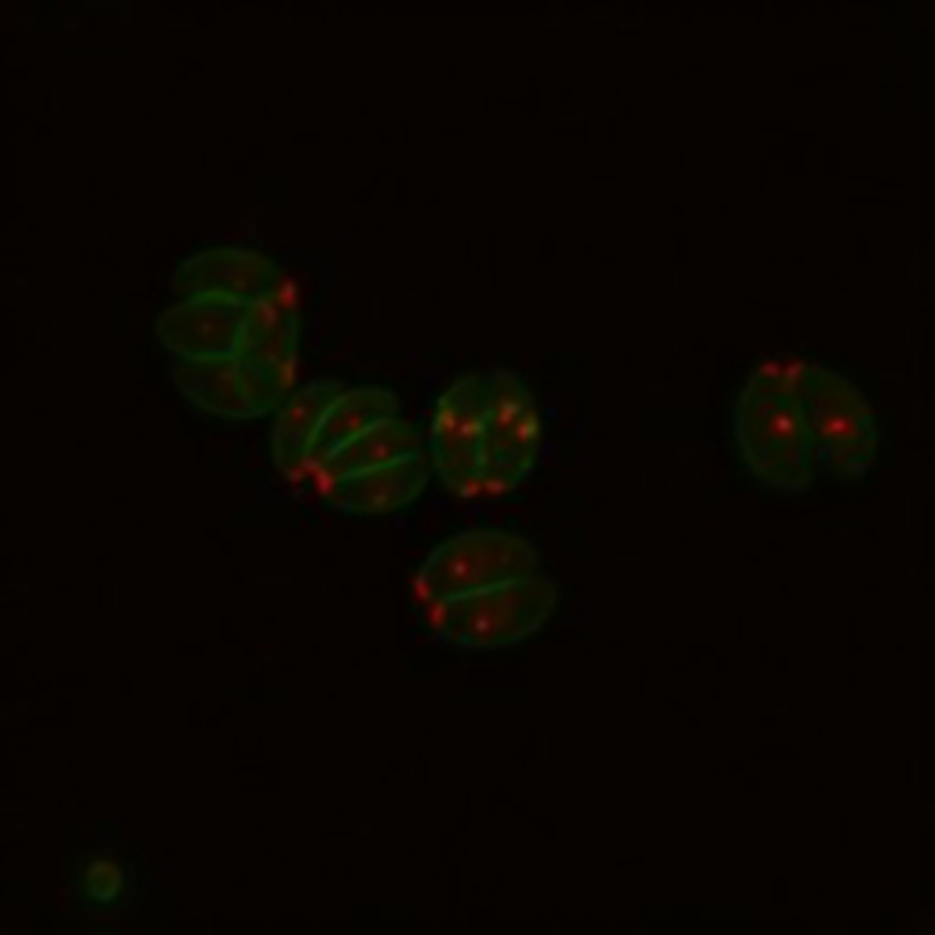 Toxoplasma gondii RH (Basal part of cell) - CIL:10524