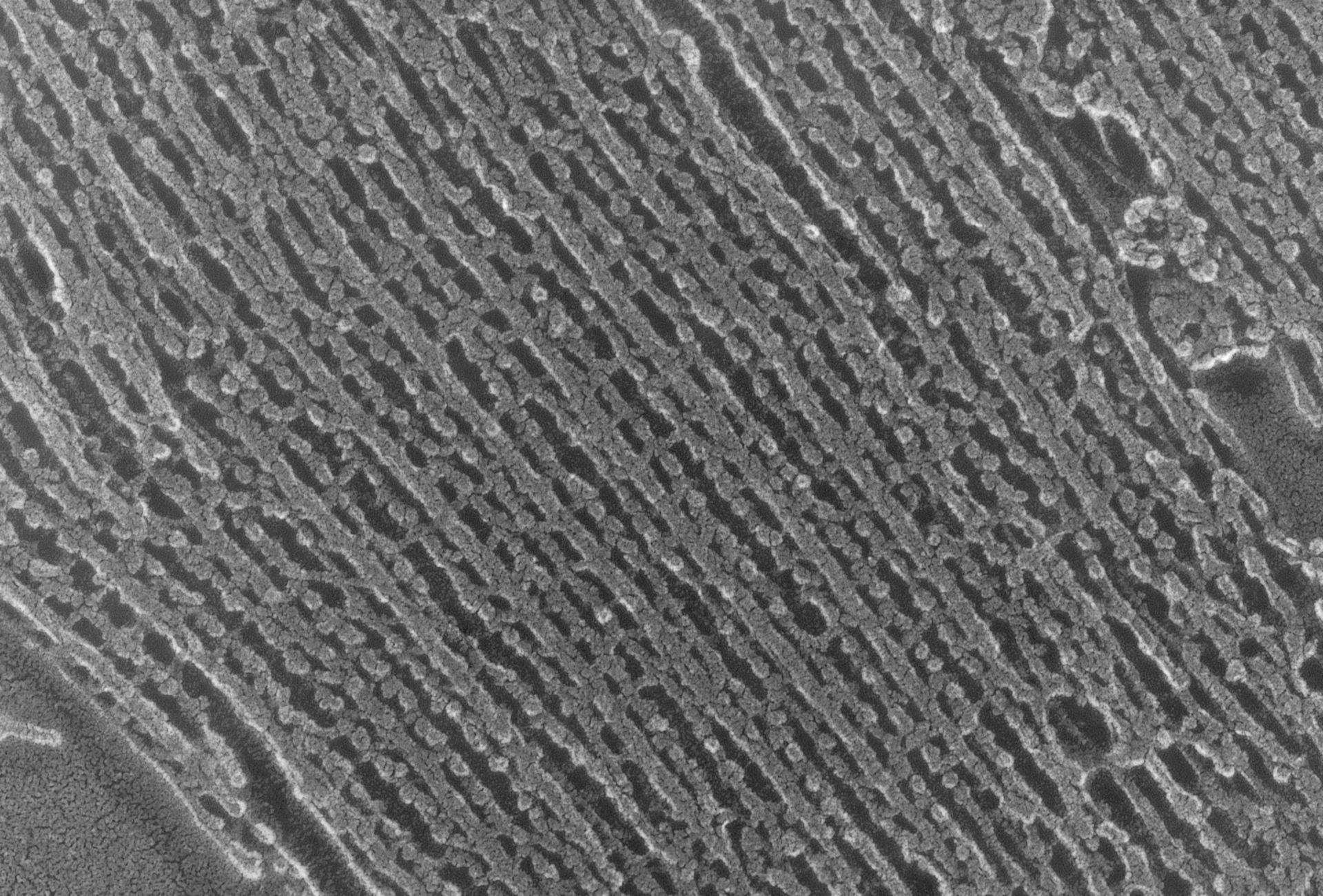 Oryctolagus cuniculus (Cytoskeleton) - CIL:2879