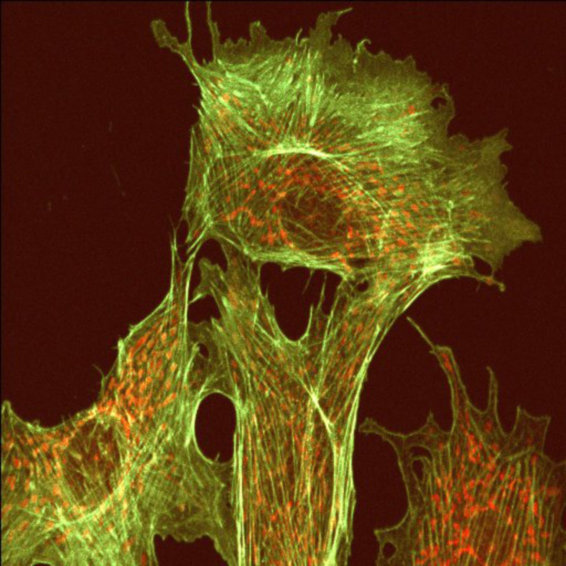 Bos primigenius (Microtubule cytoskeleton) - CIL:219