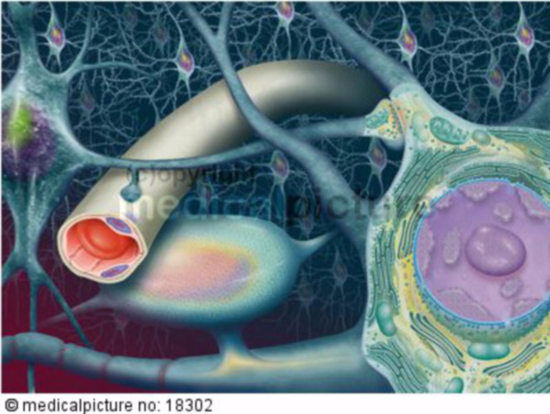  Nervenzellen 
