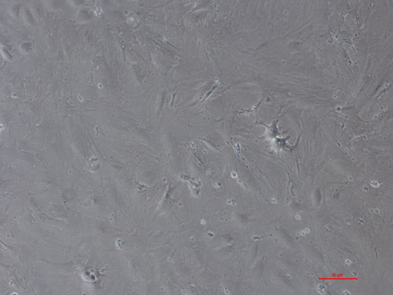 photo detail image