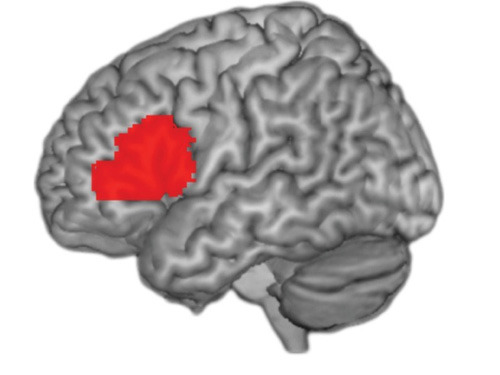 Das Broca-Areal im Gehirn ist schon lange als wesentlicher Teil des Sprachzentrums bekannt. Es spielt aber auch für die Verarbeitung von Musik eine wichtige Rolle. © MPI für Psycholinguistik