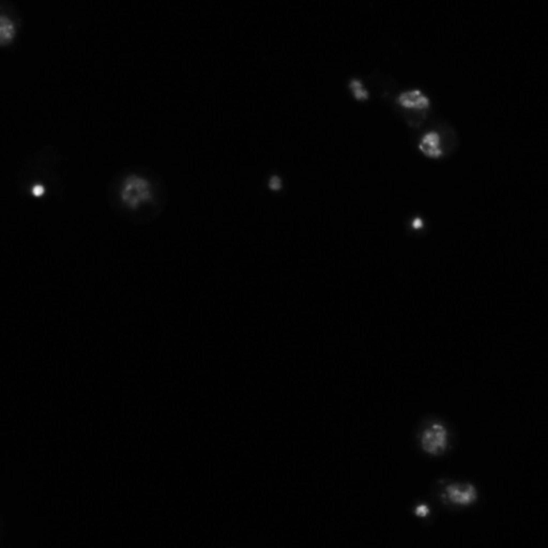 Drosophila melanogaster (DNA) - CIL:21756