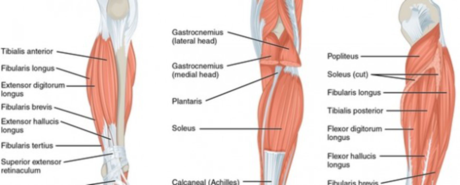 Anatomie der unteren Extremitäten – Muskulatur von Unterschenkel und Fuß -  DocCheck