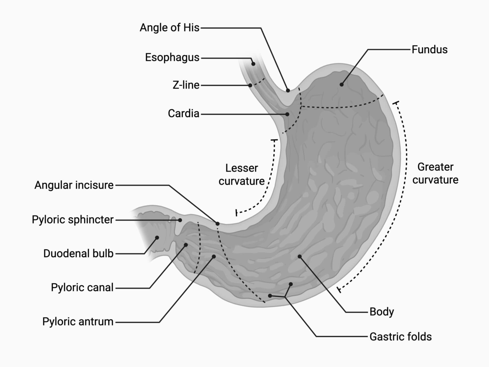 Structure of the stomach