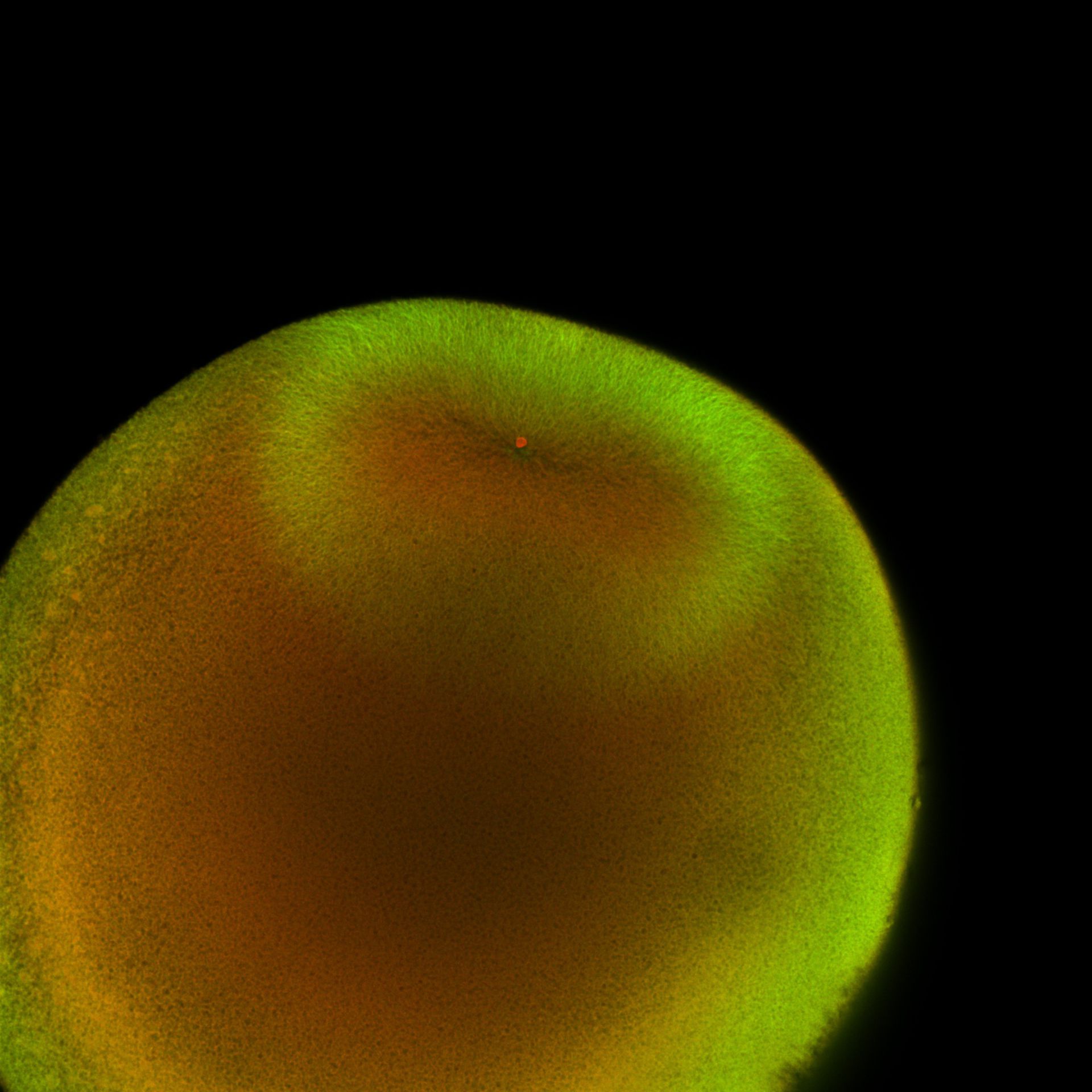Xenopus laevis (DNA) - CIL:36468