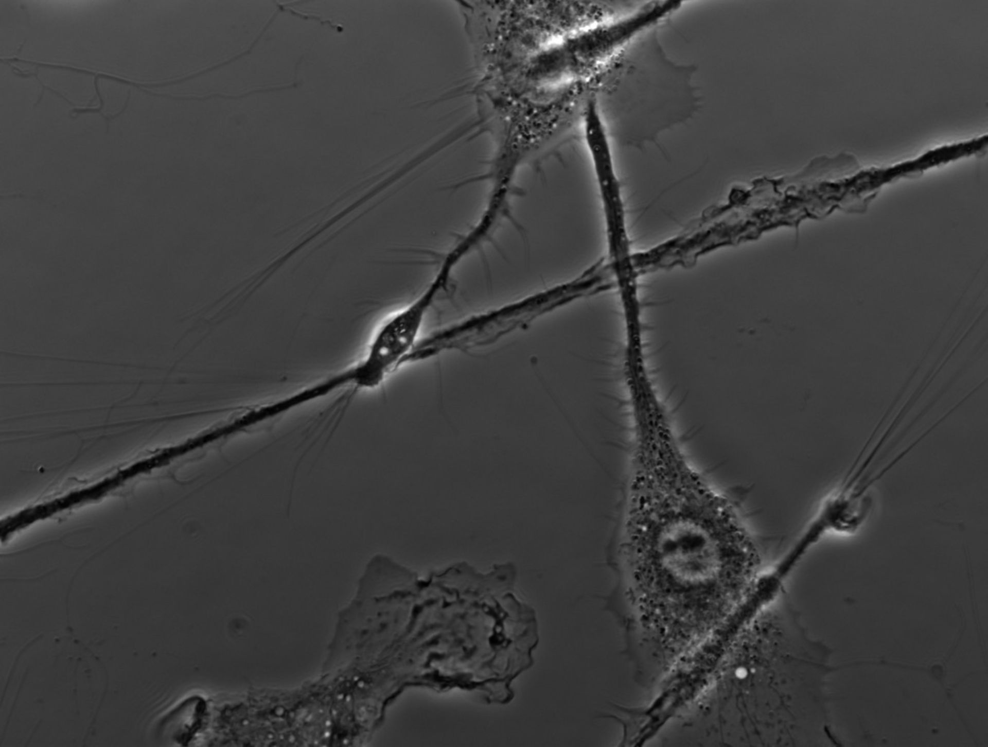 Mus musculus (Ruffle membrane) - CIL:35134