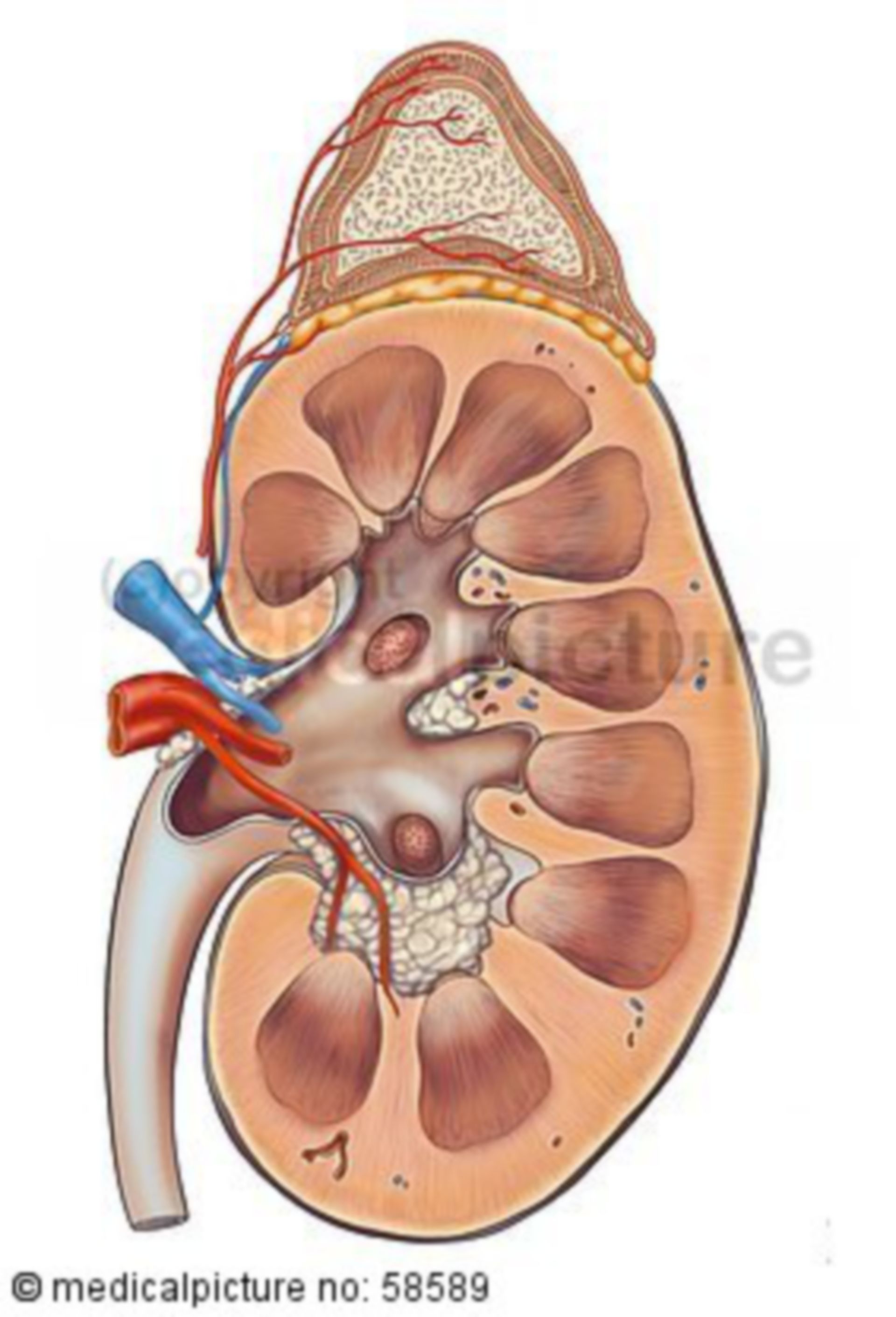  Niere und Nebenniere 

