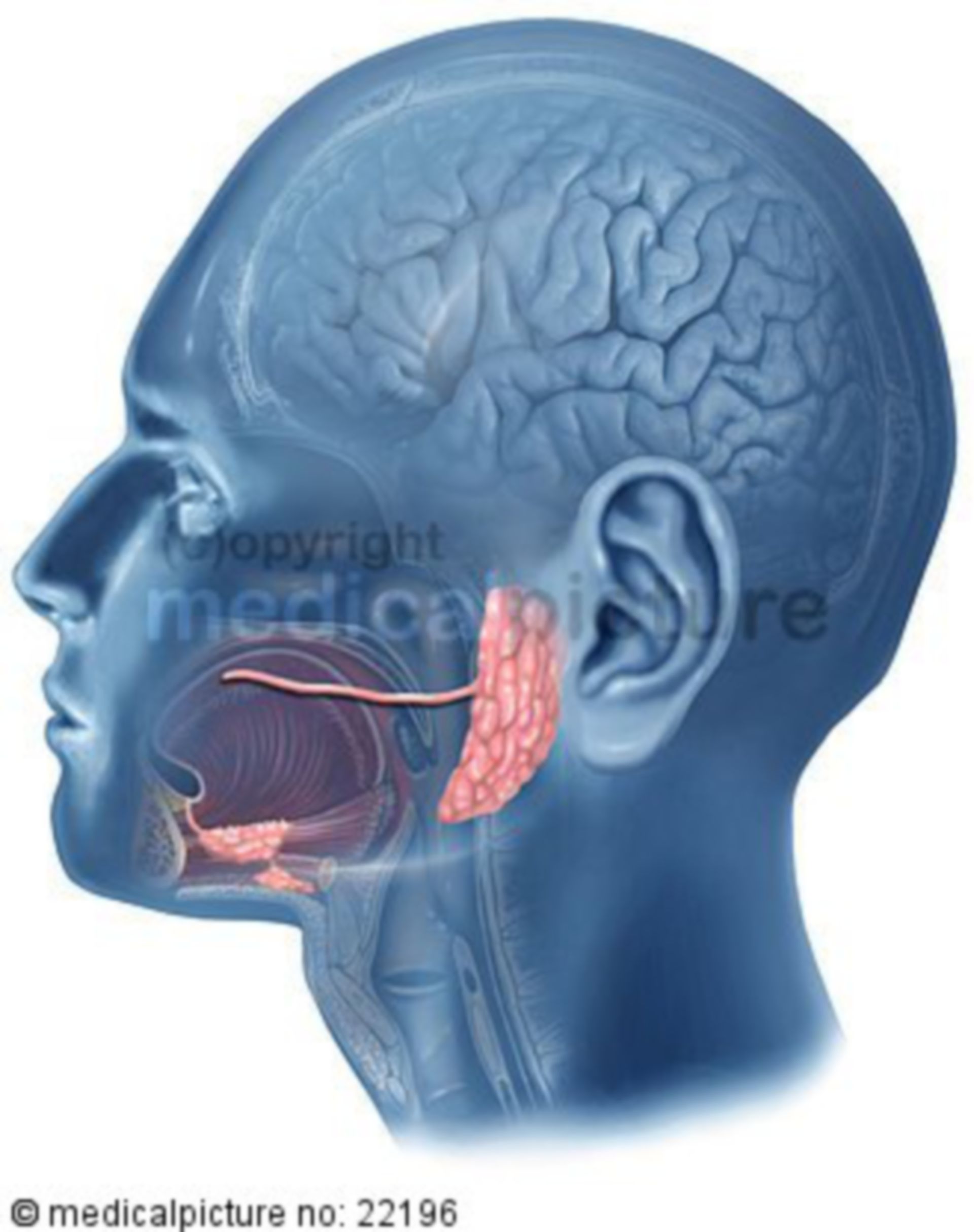 Salivary glands of the head