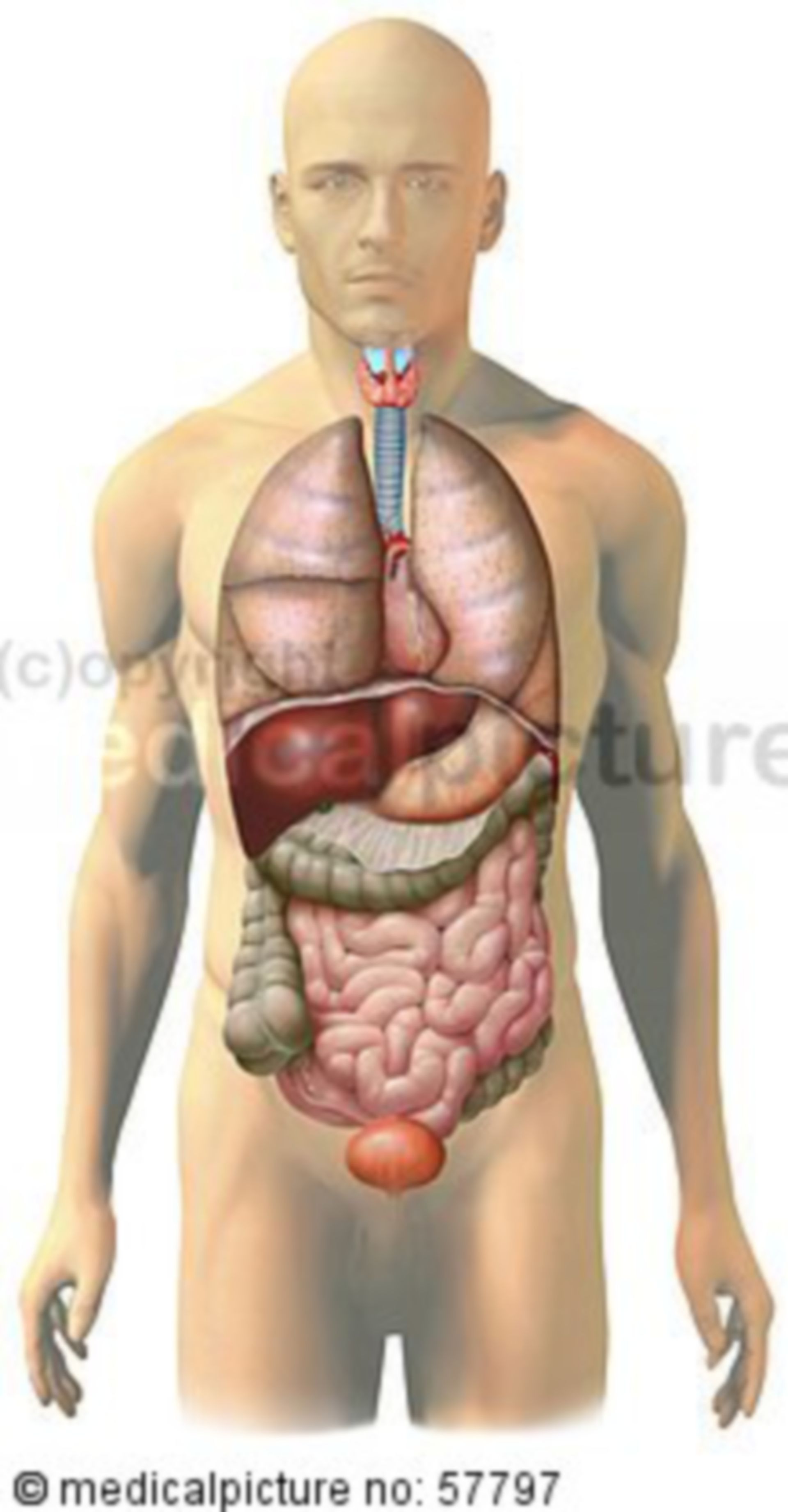 Anatomical illustrations - pectoral, abdominal, and pelvic intestines