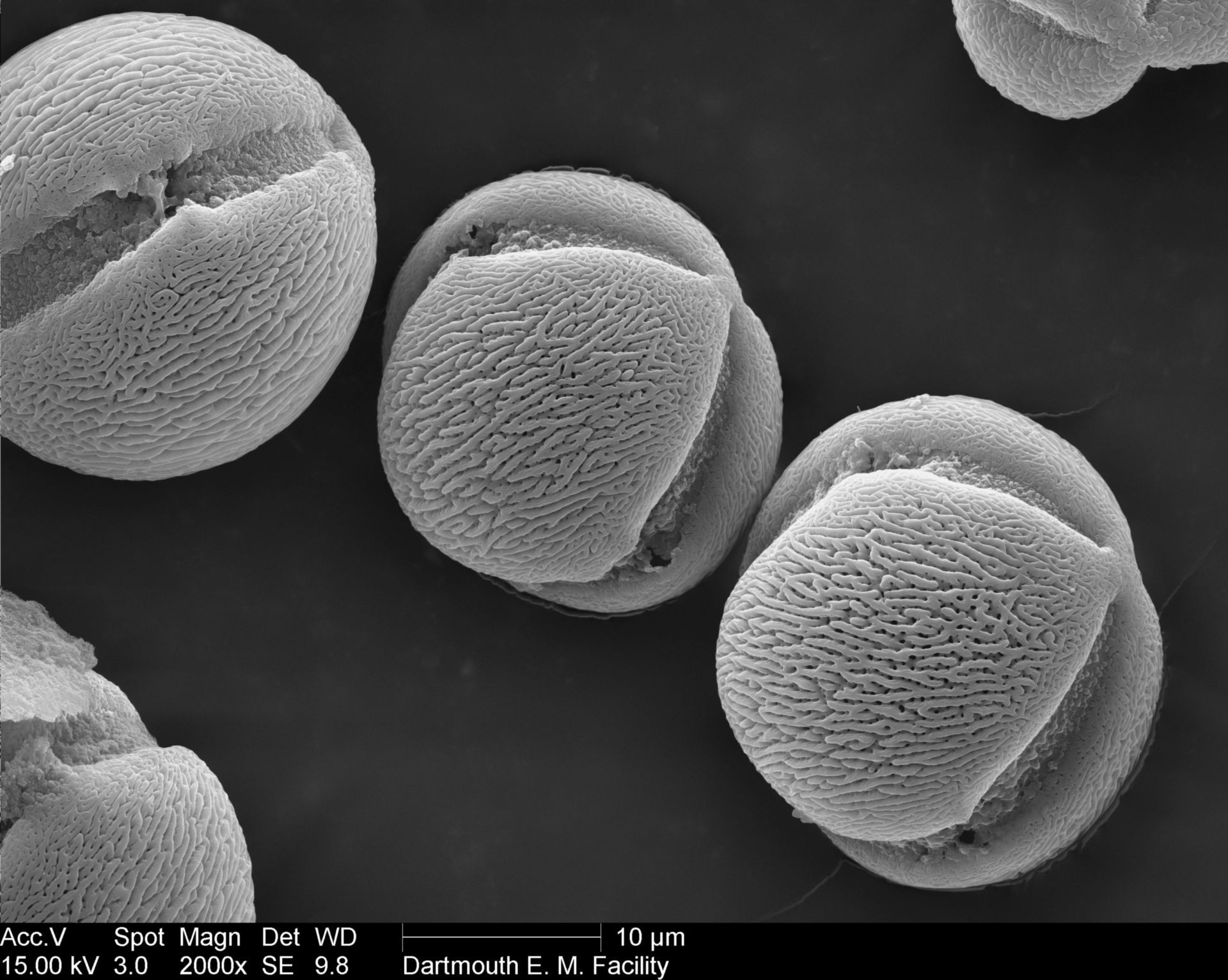 Petunia (Pollen wall) - CIL:40298