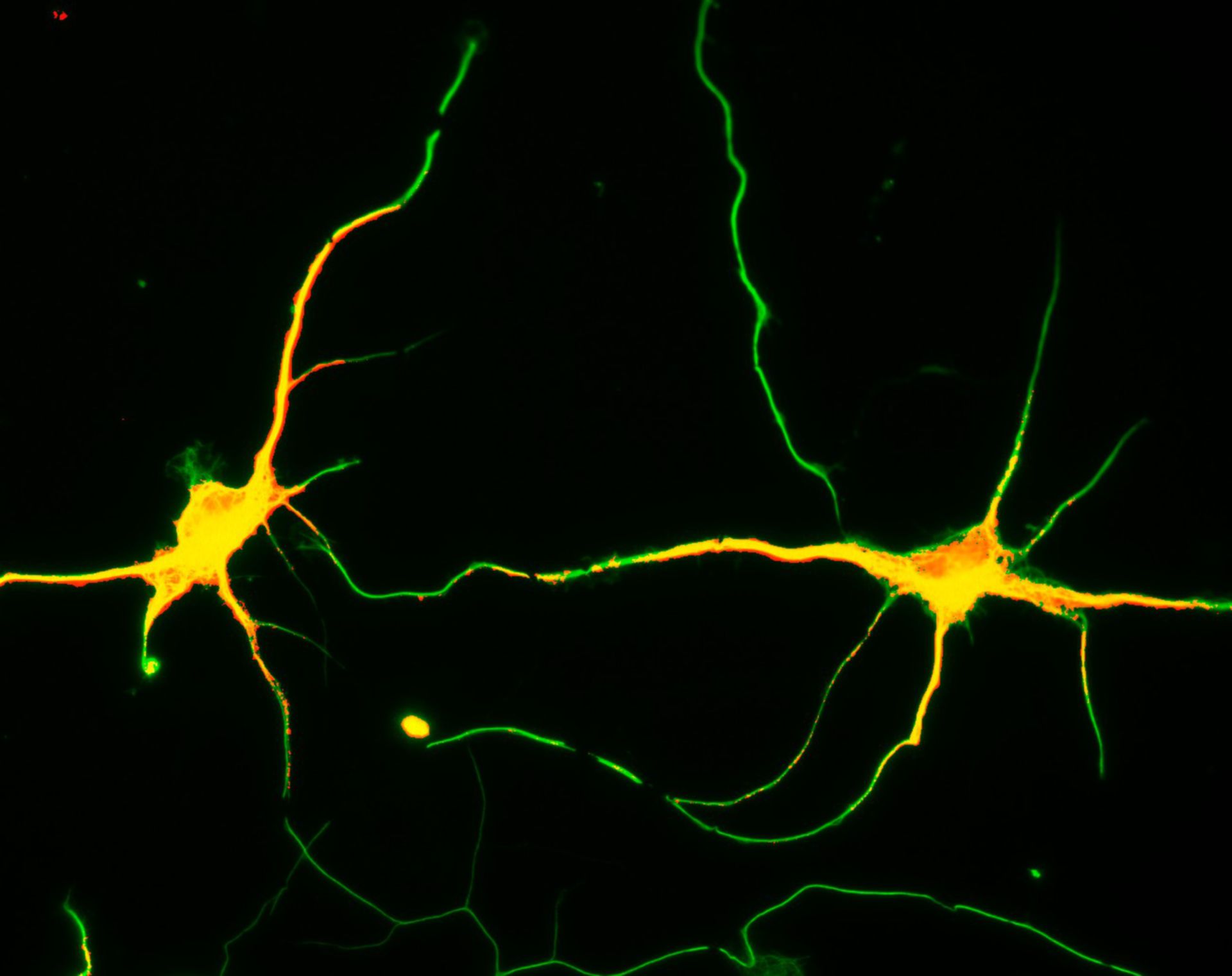Rattus (Dendrite) - CIL:8261